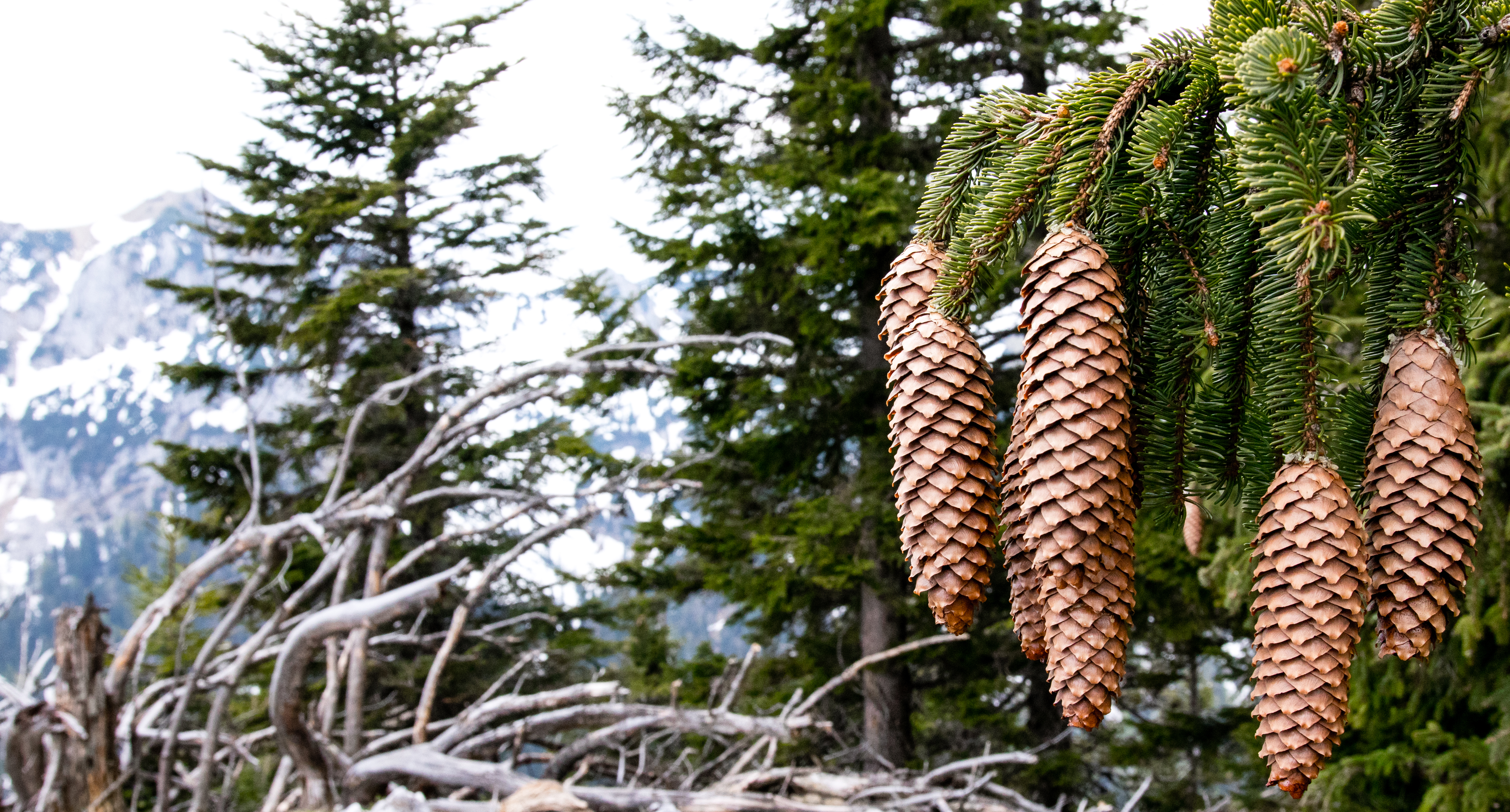 General 5374x2891 pine cones trees wood landscape closeup ultrawide nature depth of field