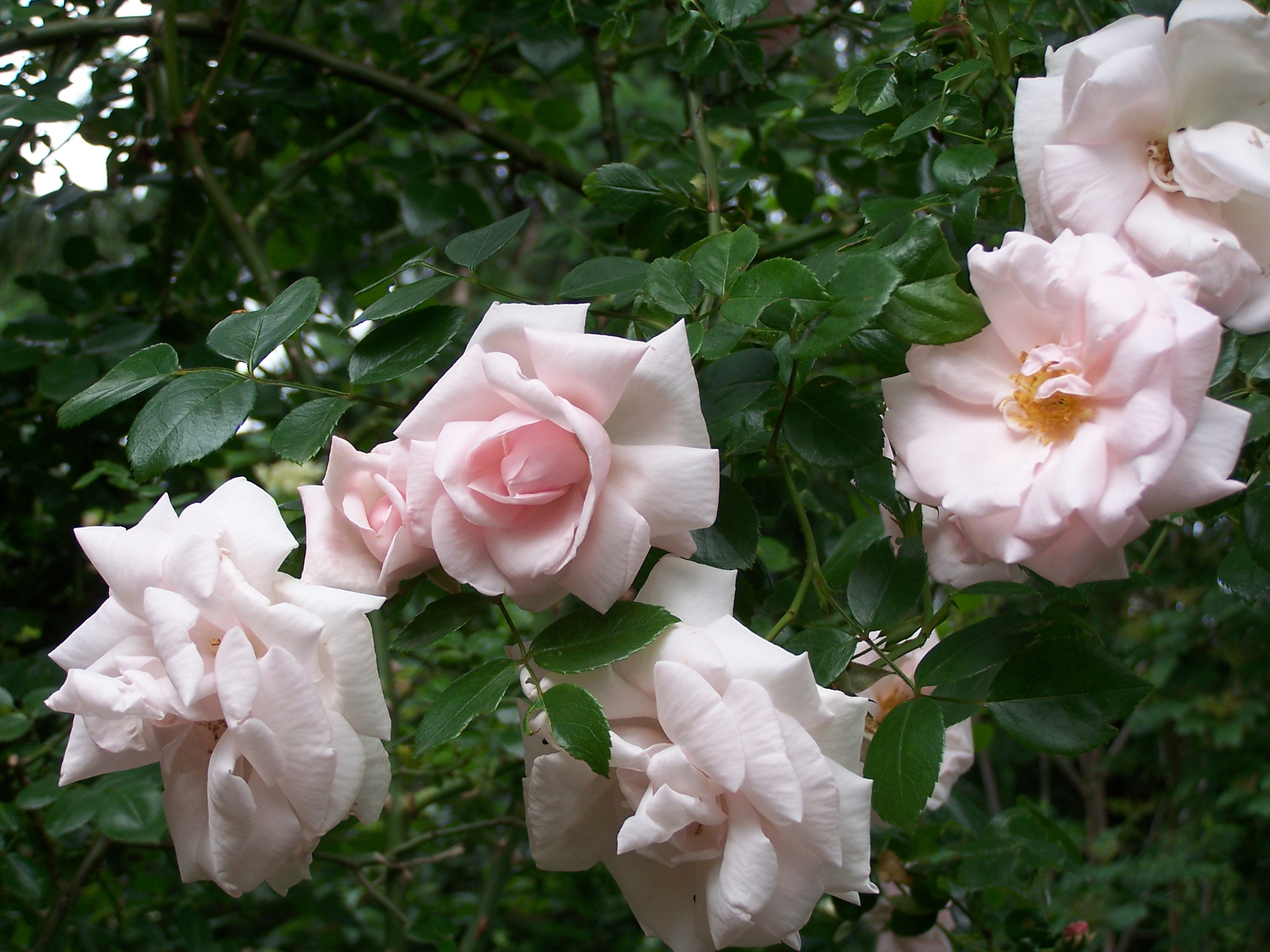 General 2576x1932 flowers rose garden pink roses