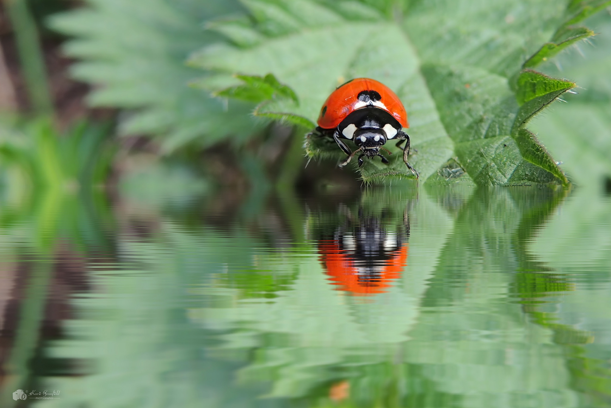 General 2048x1366 ladybugs green animals insect reflection water