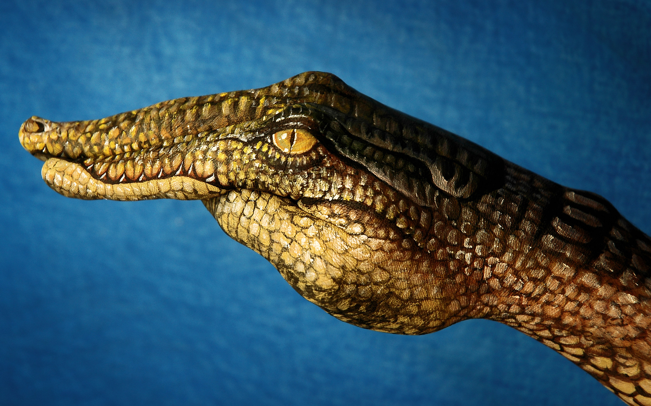 General 2560x1600 hands crocodiles digital art simple background animals reptiles blue background
