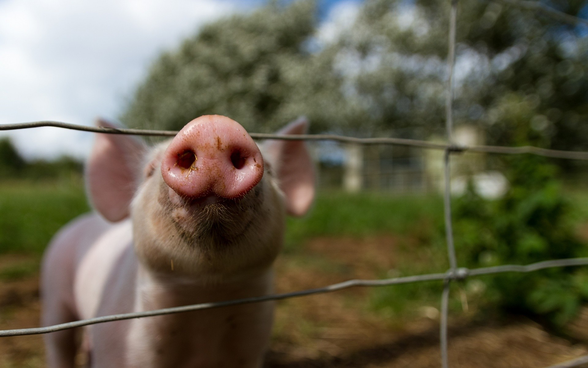 General 1920x1200 animals pigs fence outdoors closeup