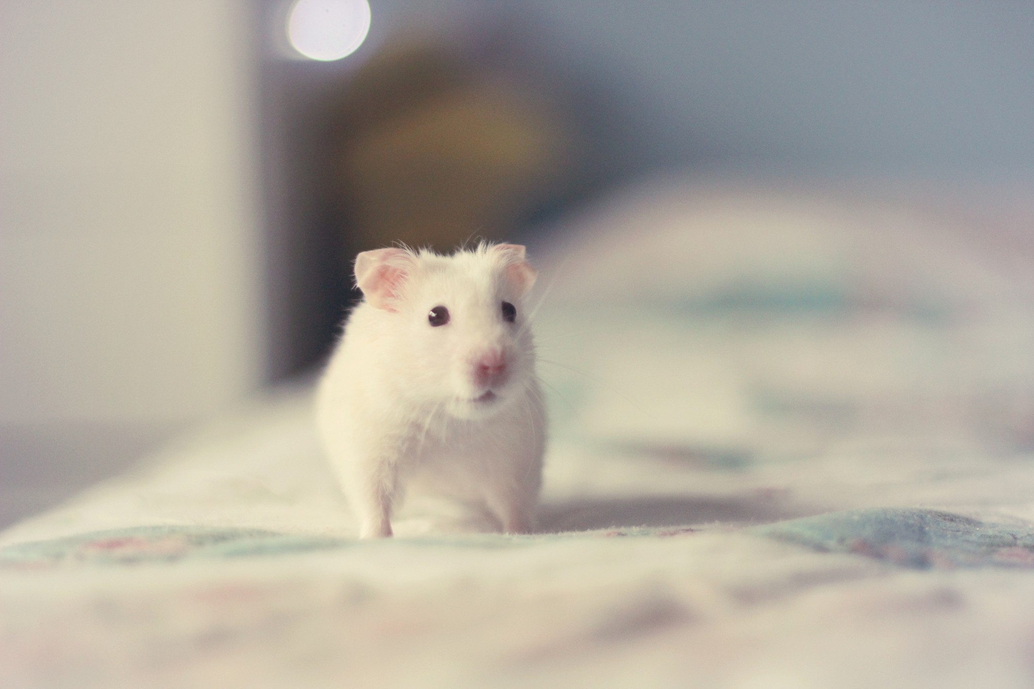 General 2048x1365 animals mammals hamster closeup blurred blurry background depth of field whiskers fur