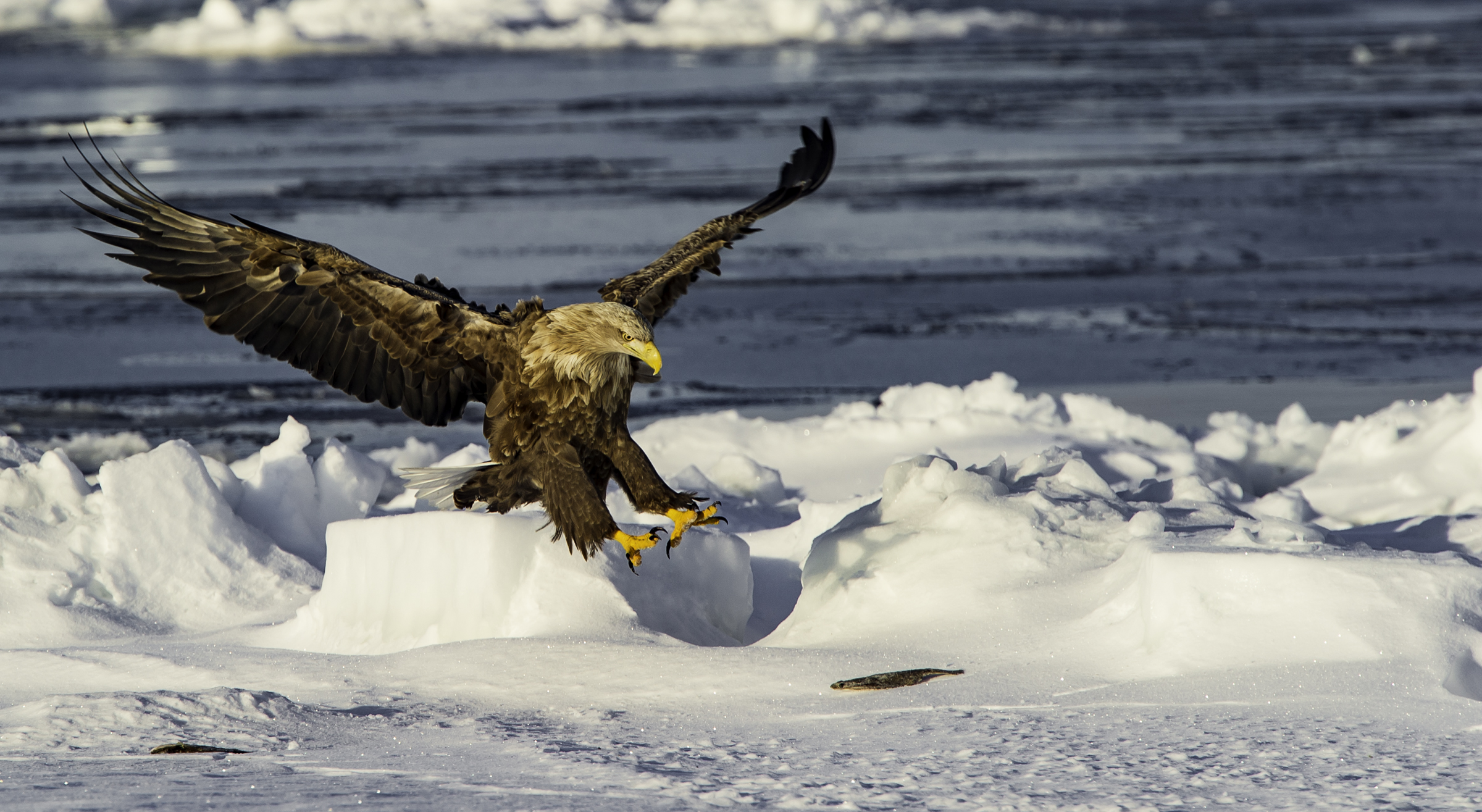 General 2400x1315 nature landscape water sea birds eagle snow ice winter flying
