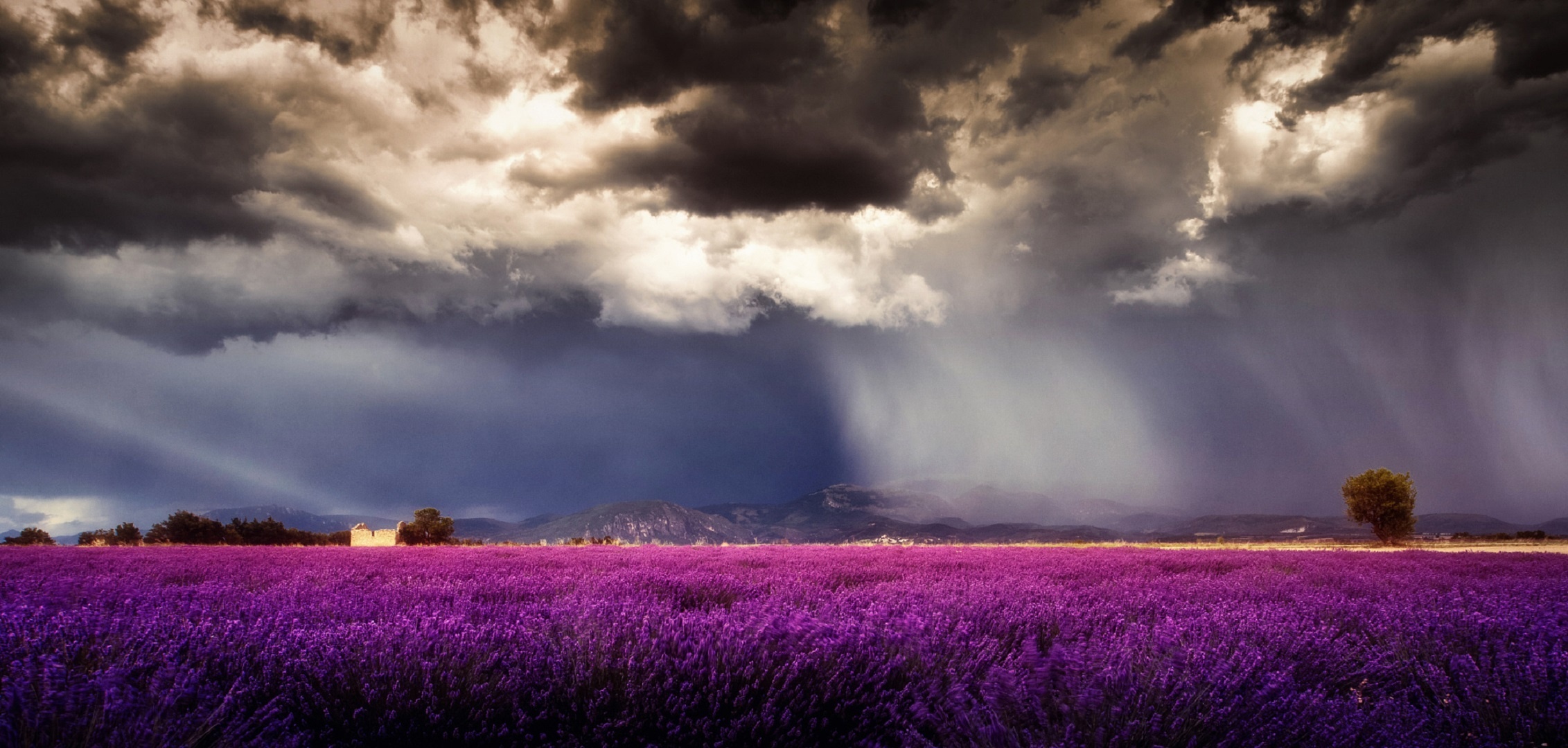 General 2263x1080 field flowers sky clouds lavender rain purple