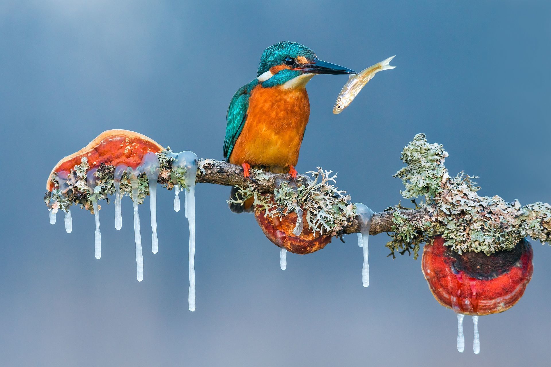 General 1920x1280 nature animals birds branch icicle winter fish ice clear sky kingfisher closeup