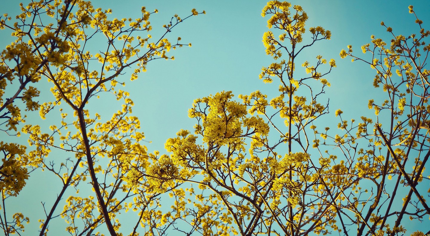 General 1440x792 blossoms yellow flowers branch spring nature outdoors plants