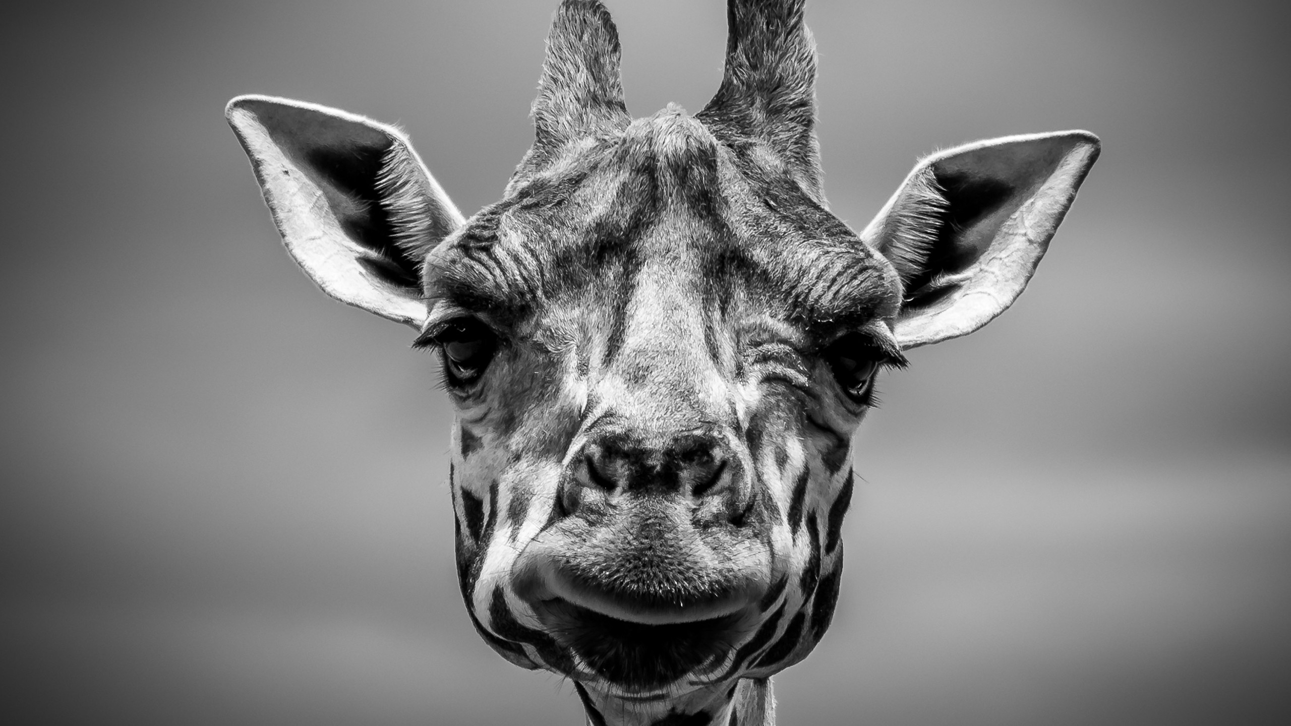 General 2560x1440 monochrome giraffes animals wildlife frontal view