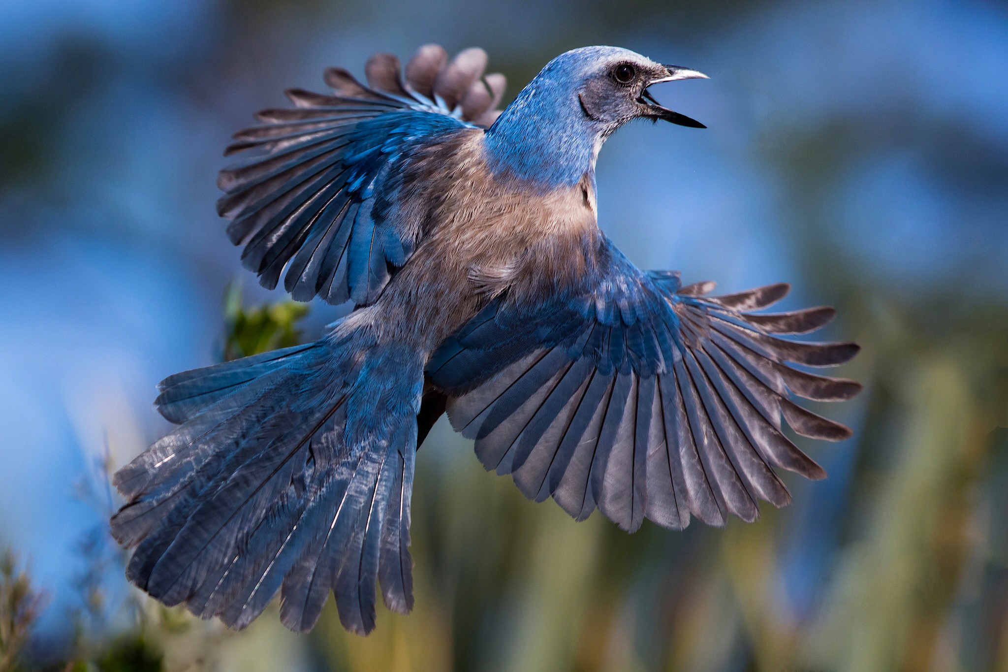 General 2048x1365 animals birds blue blurred outdoors