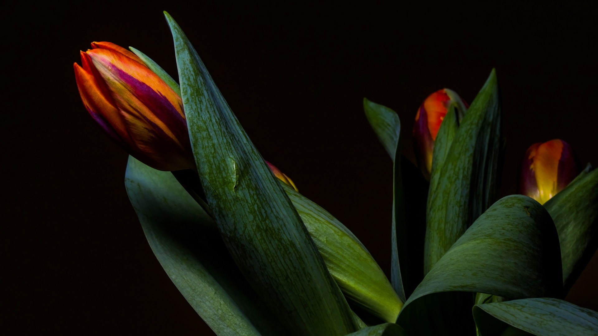 General 1920x1080 flowers simple background tulips plants