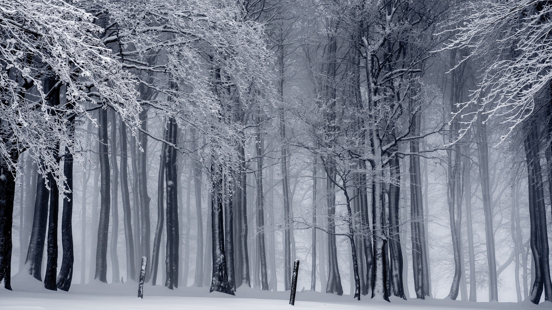 General 1920x1080 nature landscape trees forest winter snow monochrome mist branch