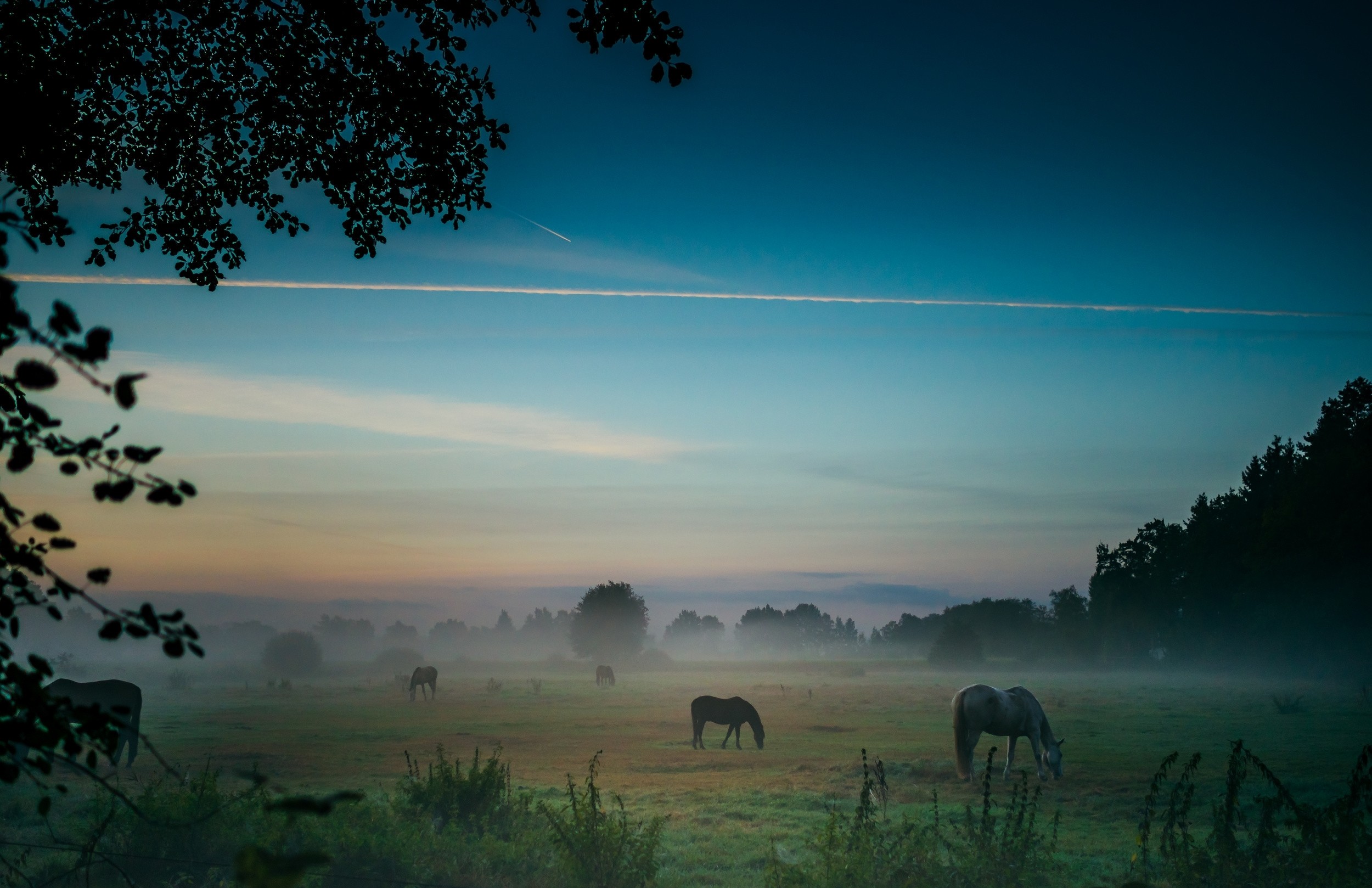 General 2500x1618 photography nature landscape horse sunrise field mist morning grass trees shrubs Germany