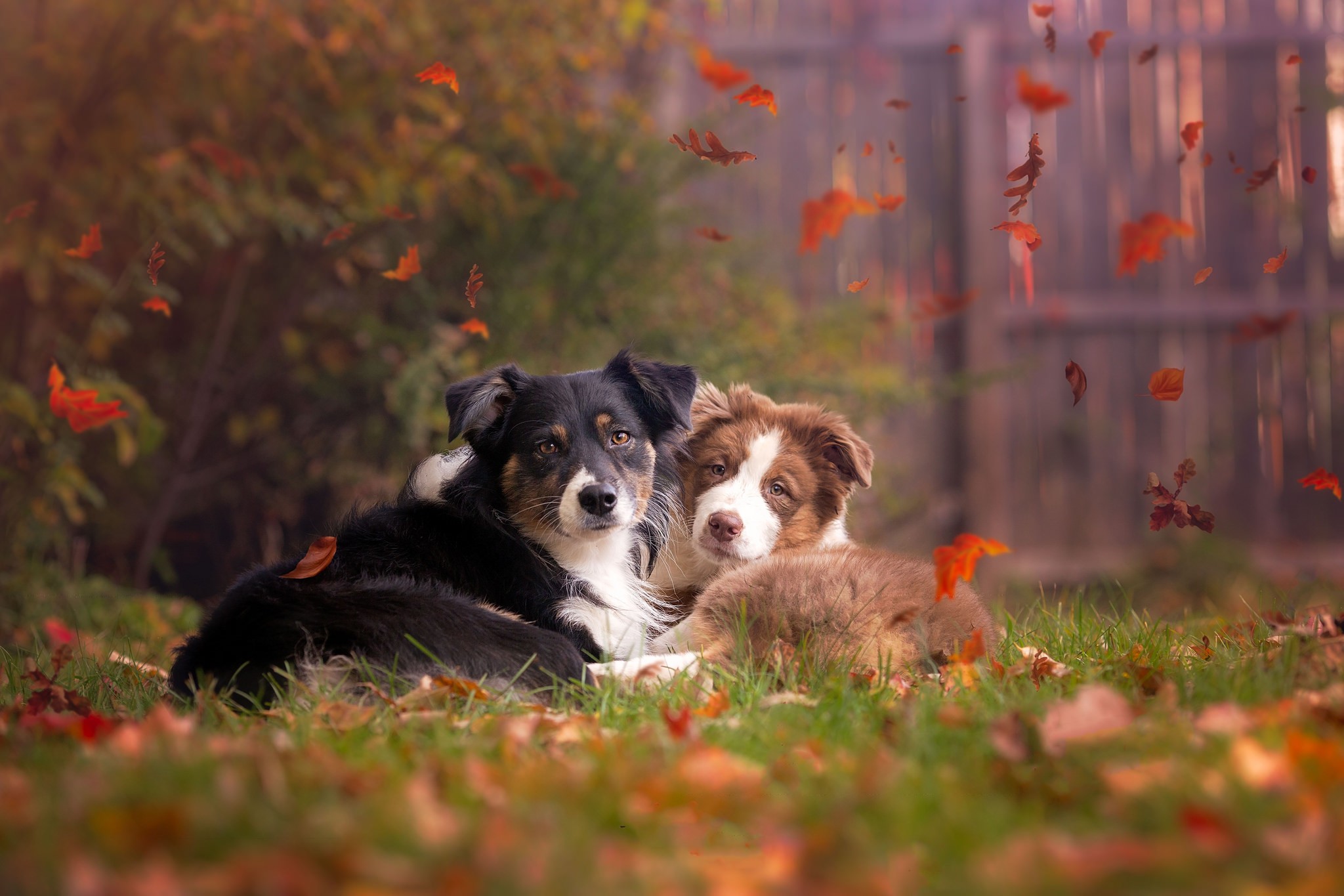 General 2048x1365 animals fall leaves dog outdoors grass