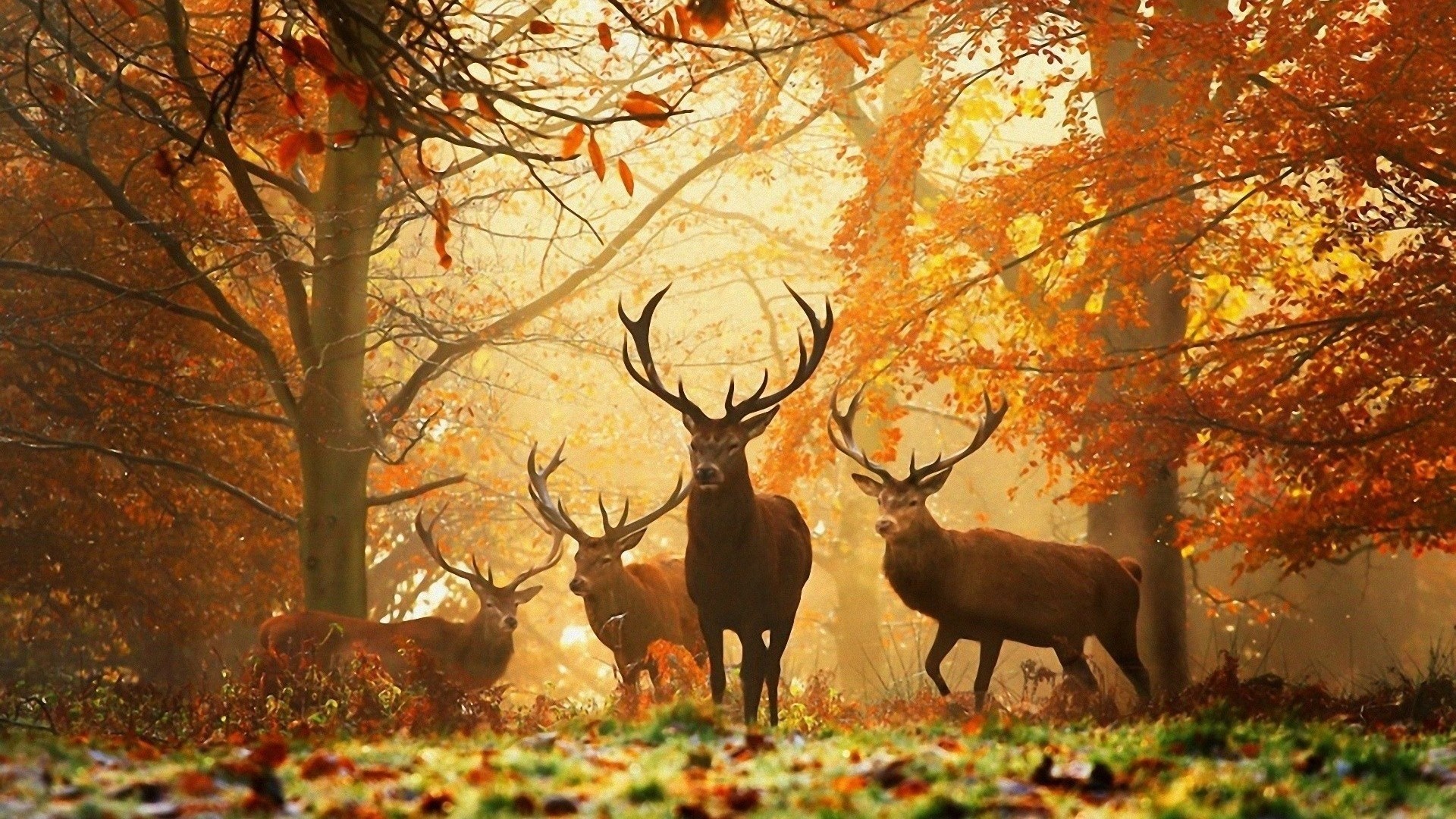 General 1920x1080 landscape wildlife deer mammals fall forest mist fallen leaves orange stags antlers