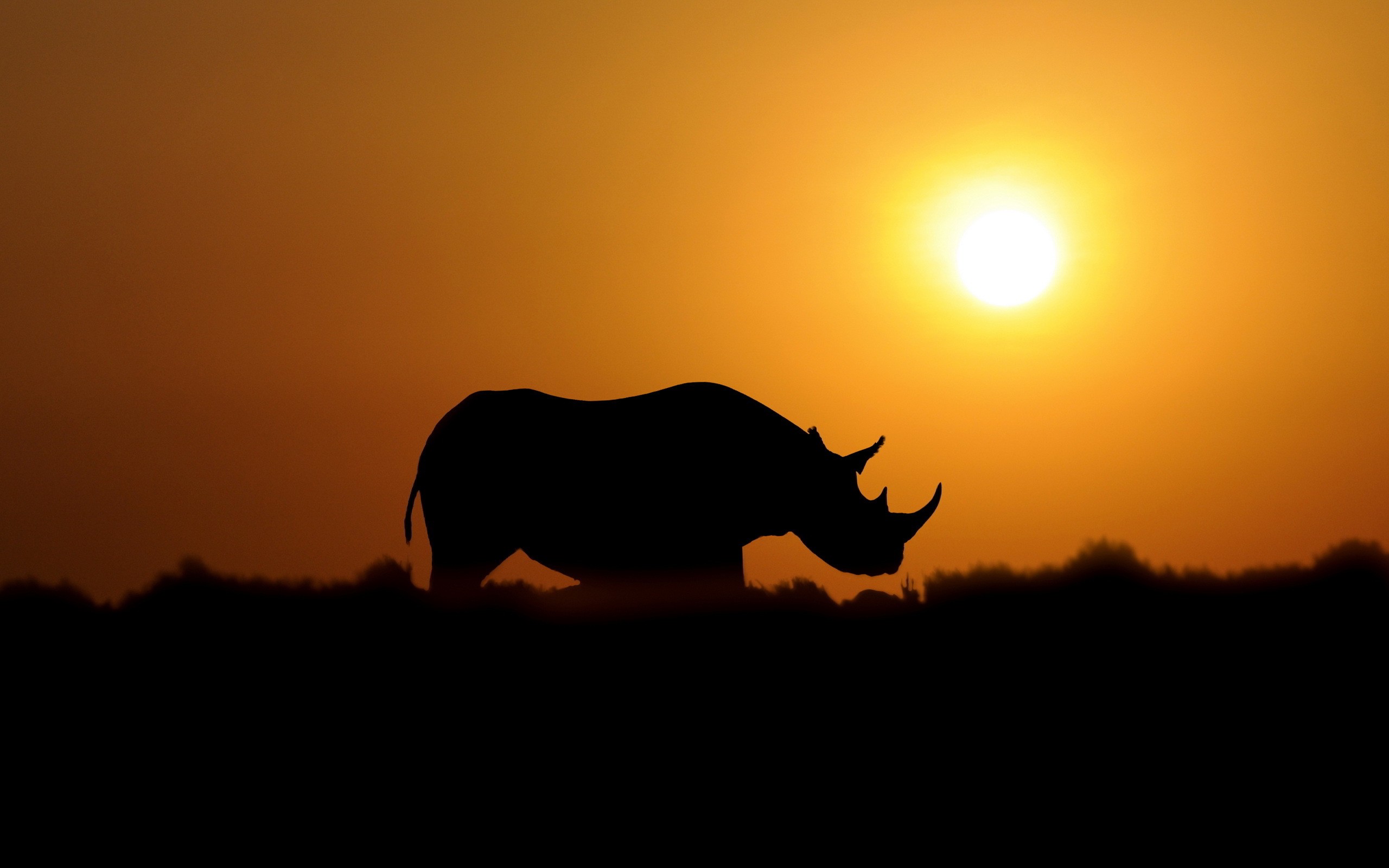 General 2560x1600 rhino sunset sepia outline Sun animals mammals silhouette
