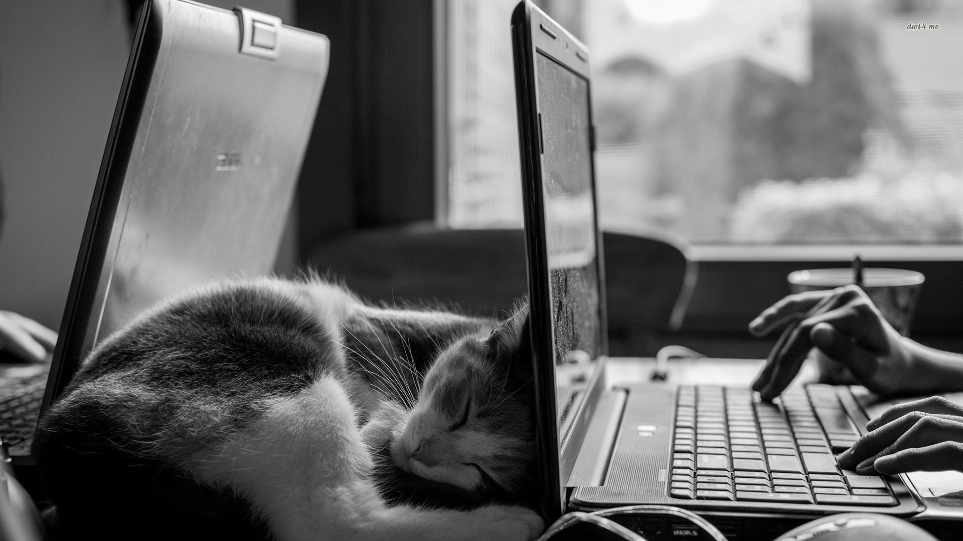 General 1920x1080 photography animals cats monochrome mammals laptop hands indoors sleeping technology mirrored cropped