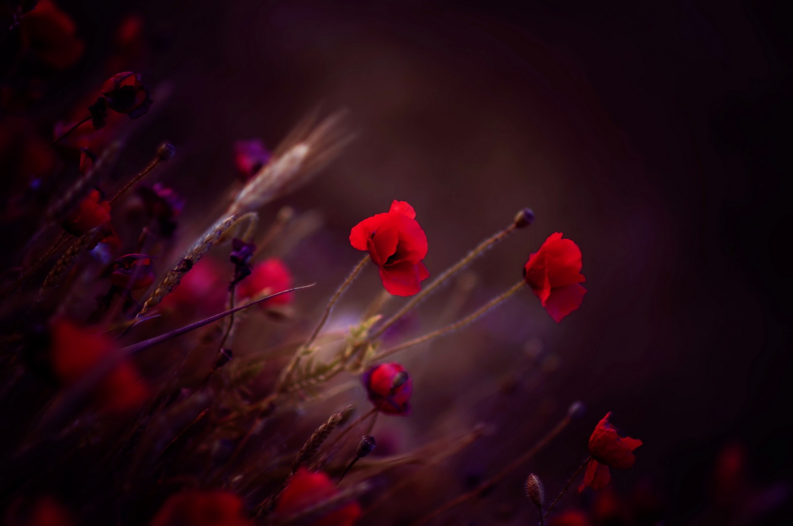 General 2560x1700 flowers plants poppies red flowers closeup low light