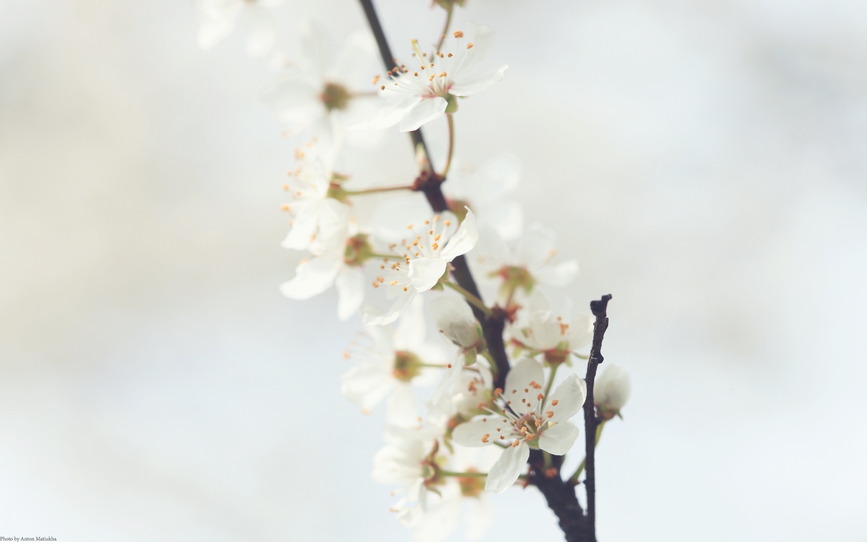 General 2880x1800 cherry trees flowers blossoms branch white flowers plants DeviantArt closeup simple background