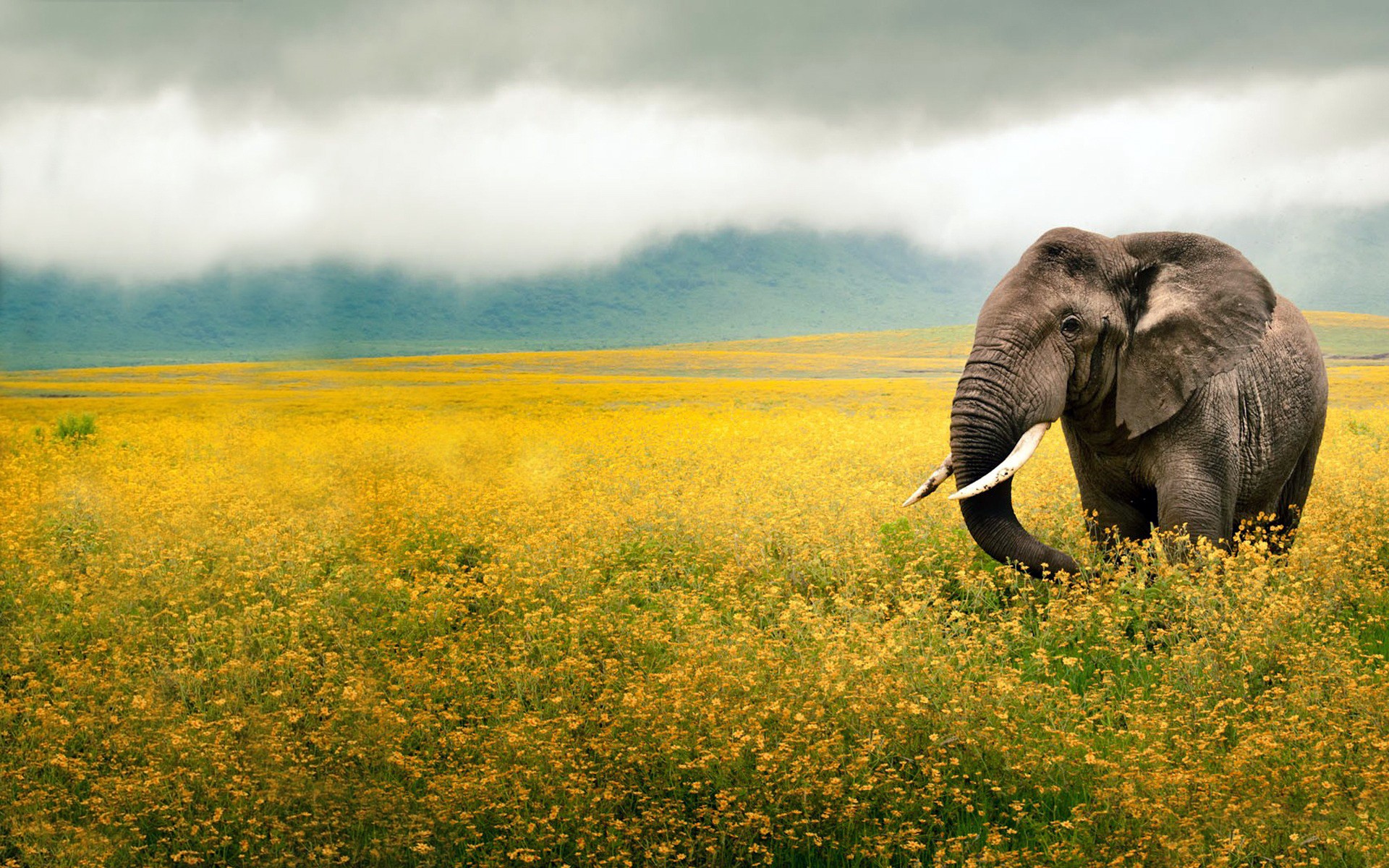 General 1920x1200 elephant flowers yellow clouds photography animals mammals landscape plants yellow flowers