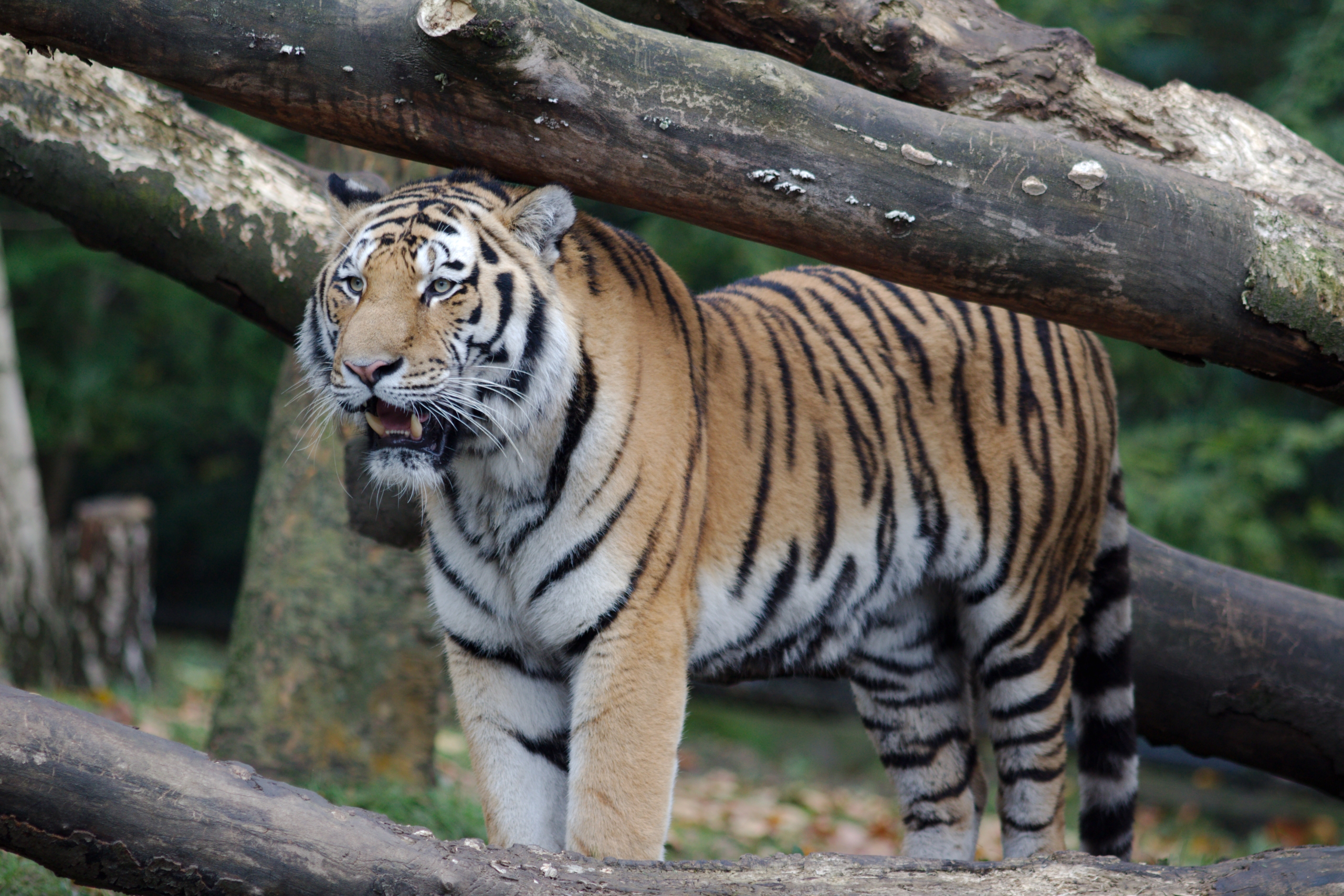 General 2560x1707 Hamburg Zoo Bengal tigers tiger trees