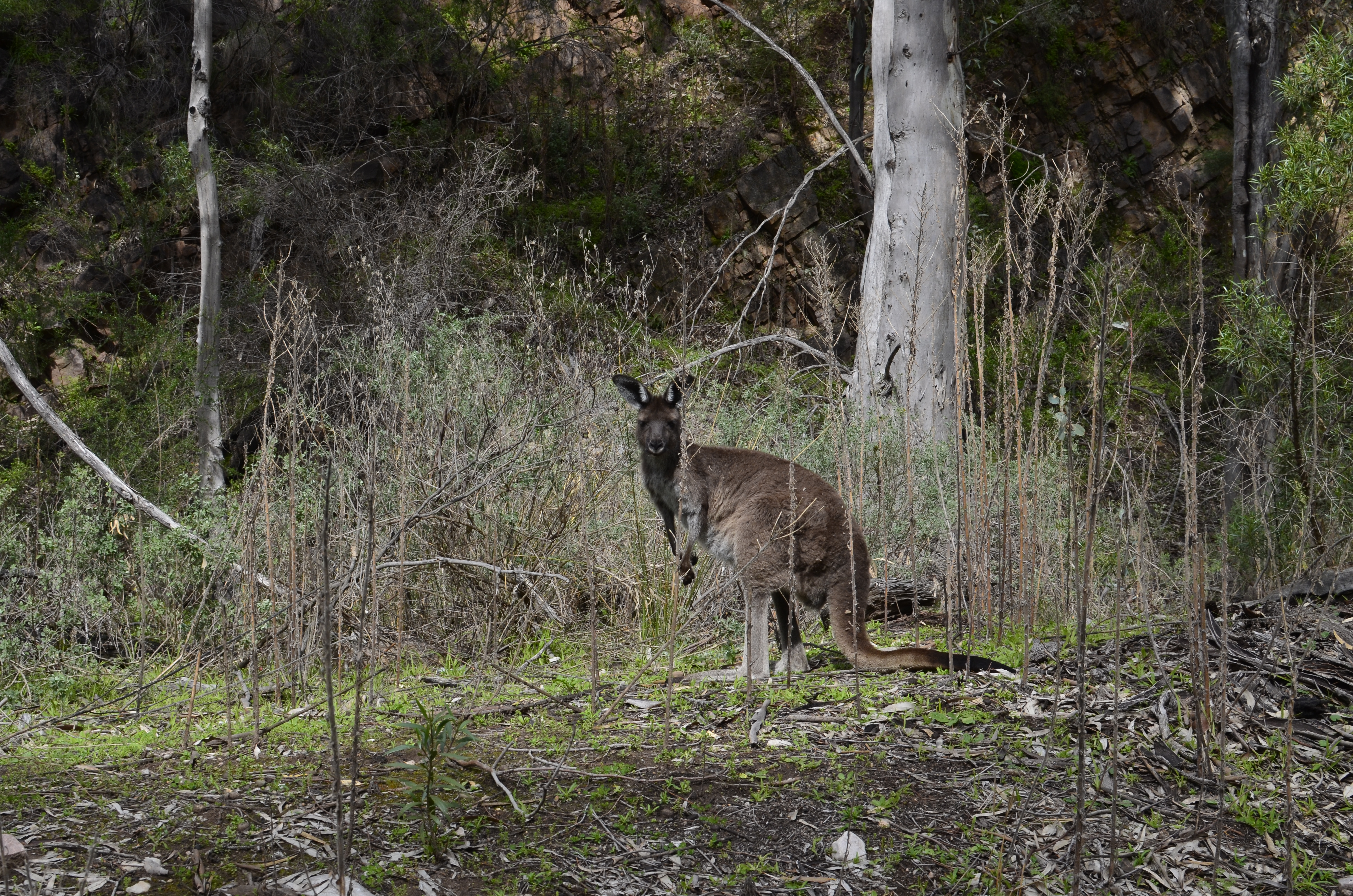 General 4928x3264 Mambray Creek animals nature kangaroos