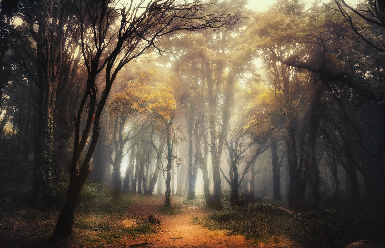General 1230x793 nature forest path mist sunlight shrubs trees Portugal