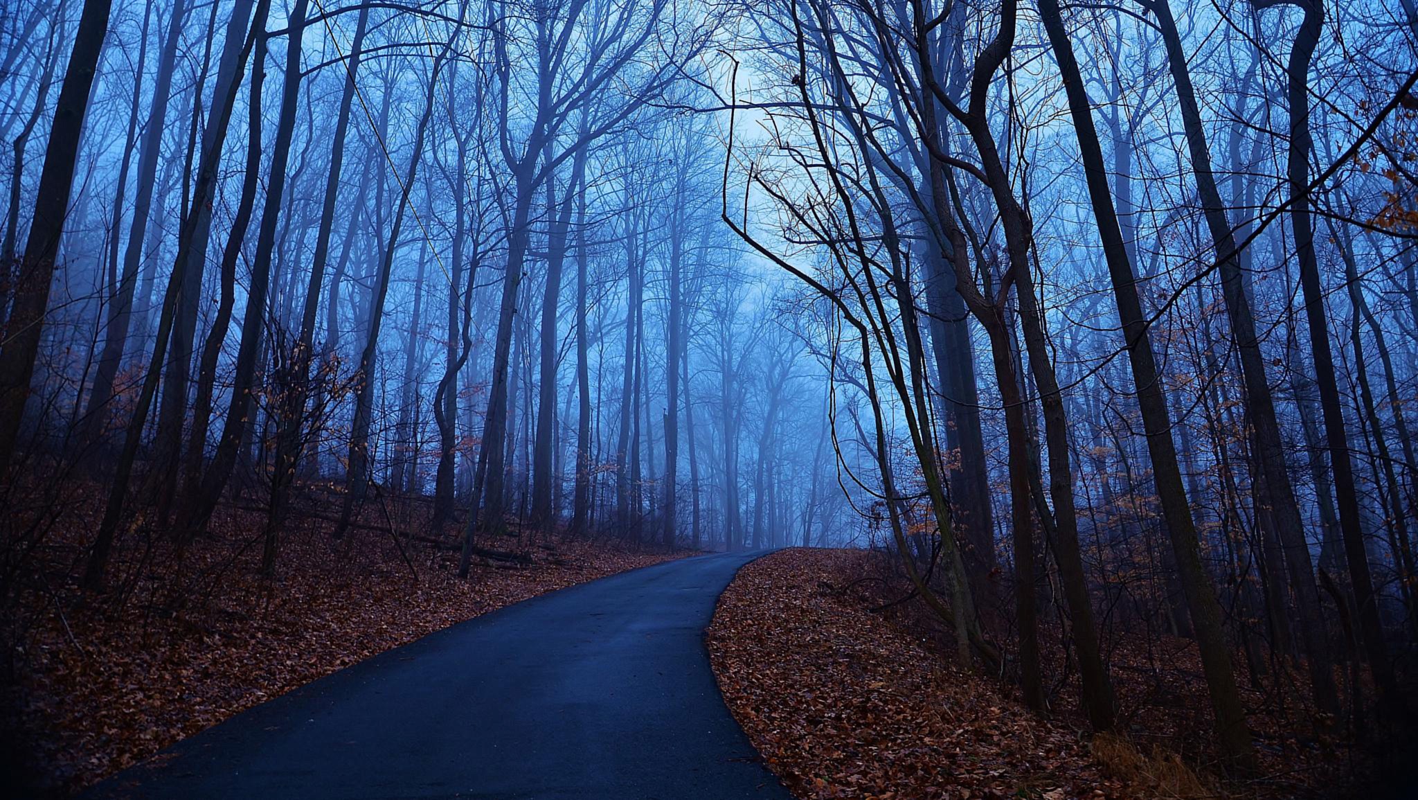General 2048x1155 road forest fall mist trees leaves blue overcast