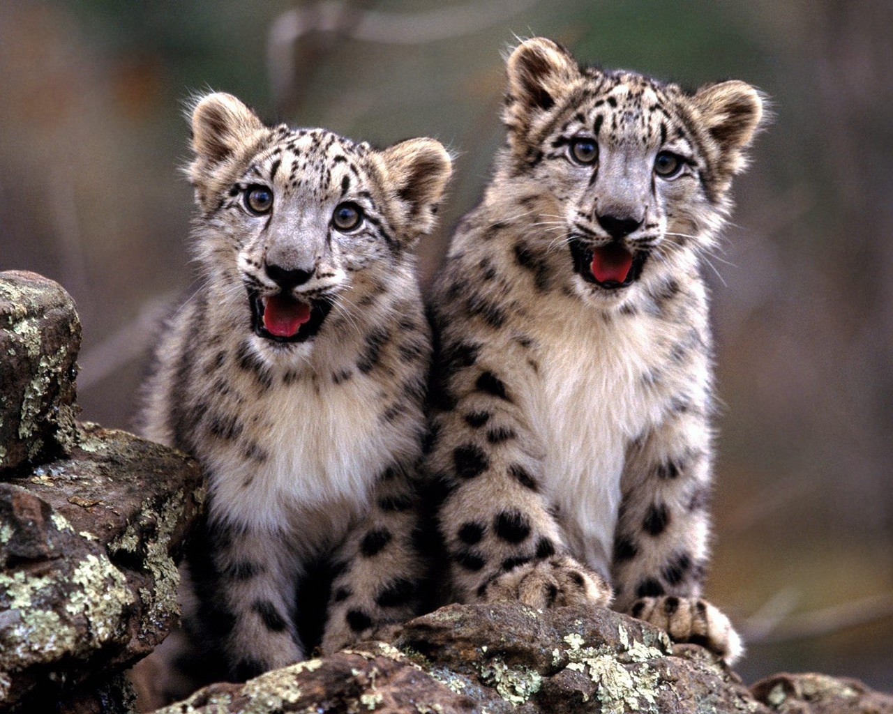 General 1280x1024 baby animals snow leopards animals leopard mammals big cats