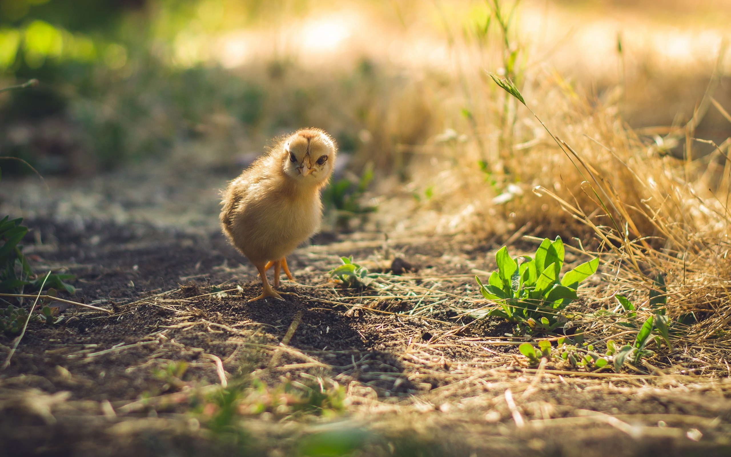 General 2560x1600 animals birds baby animals chickens