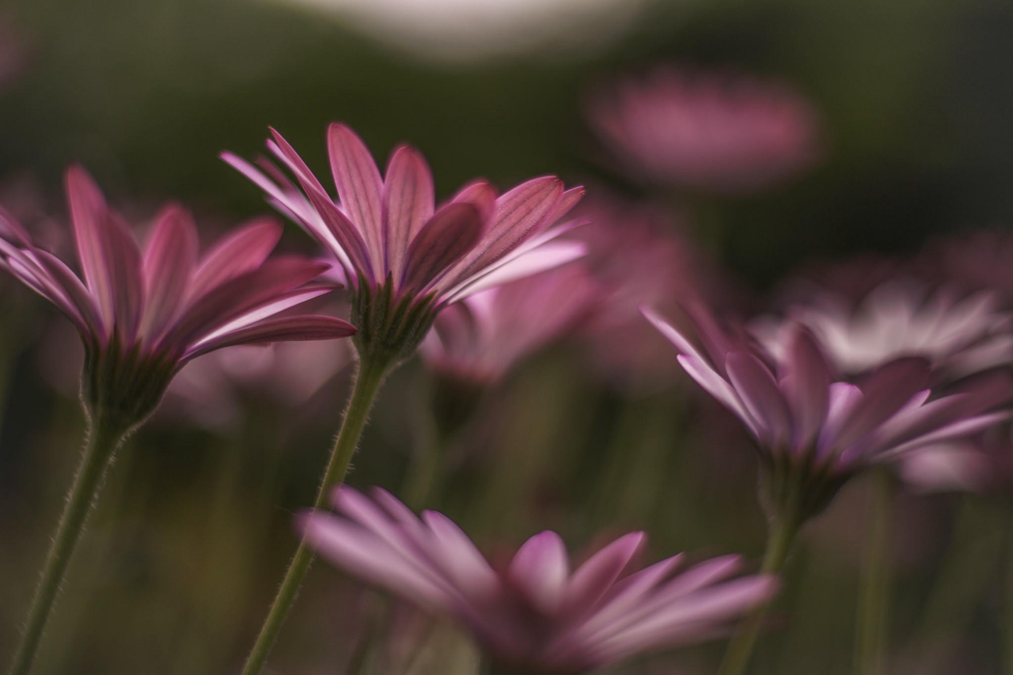 General 2048x1365 photography nature flowers macro pink flowers plants