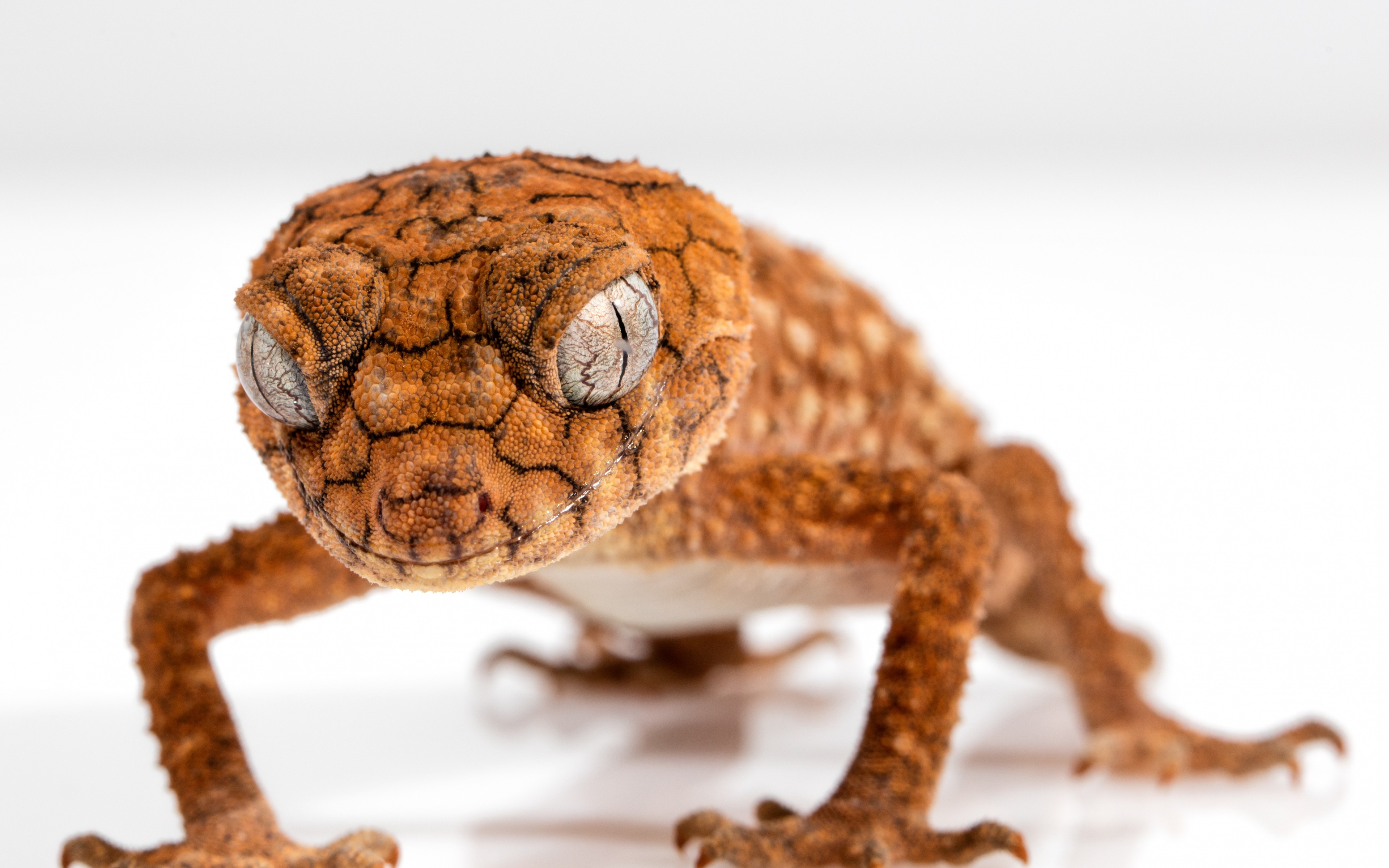 General 3840x2400 animals wrinkles reptiles macro gecko closeup depth of field white background