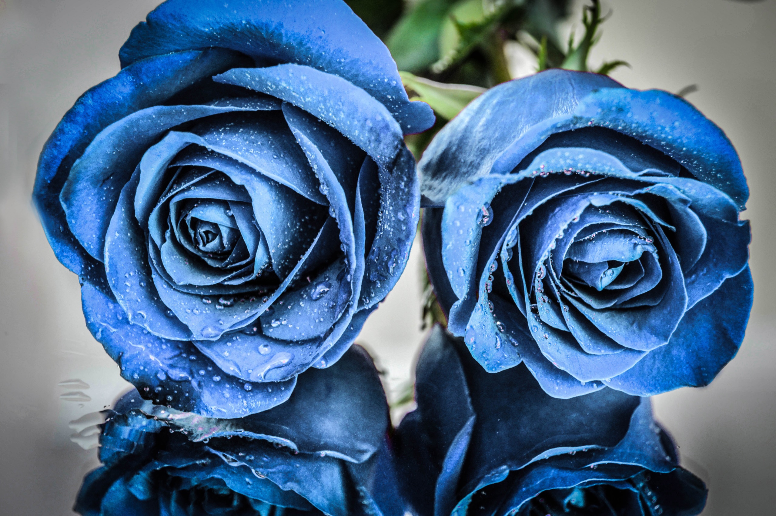 General 2560x1702 blue flowers rose plants flowers water drops closeup