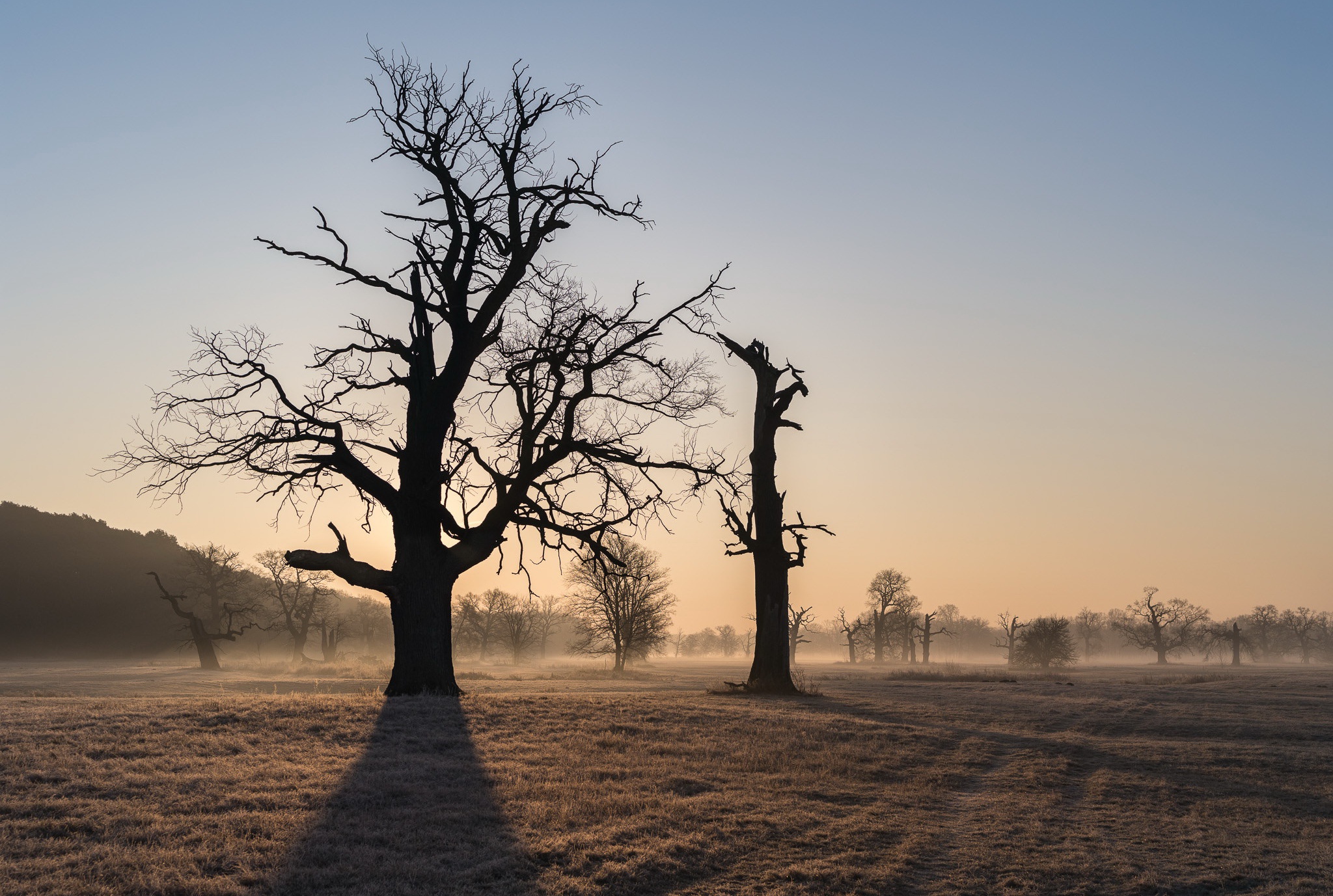 General 2048x1377 nature trees landscape dead trees morning mist clear sky
