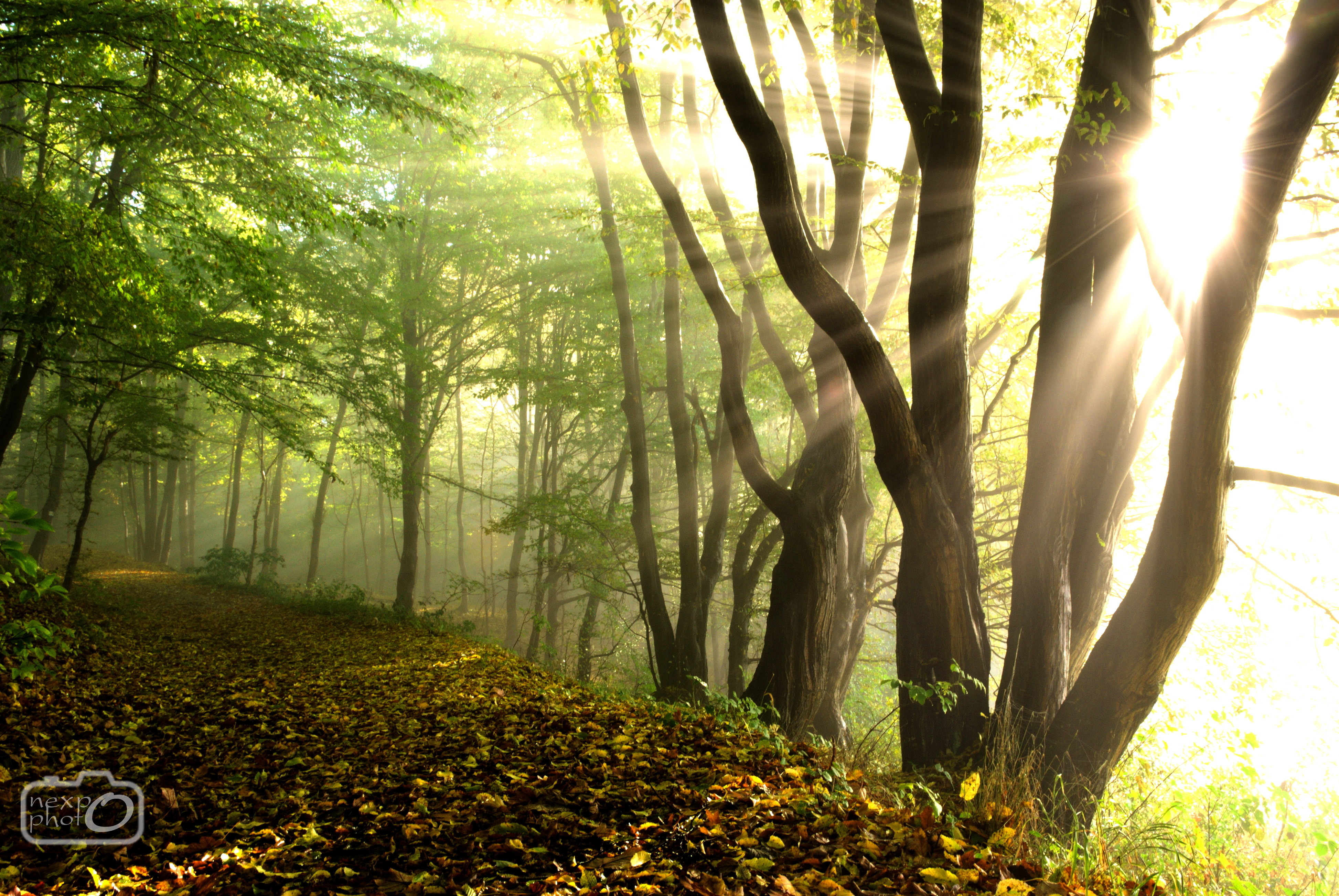 General 3892x2605 forest trees morning Sun sunlight path nature landscape green Poland mist