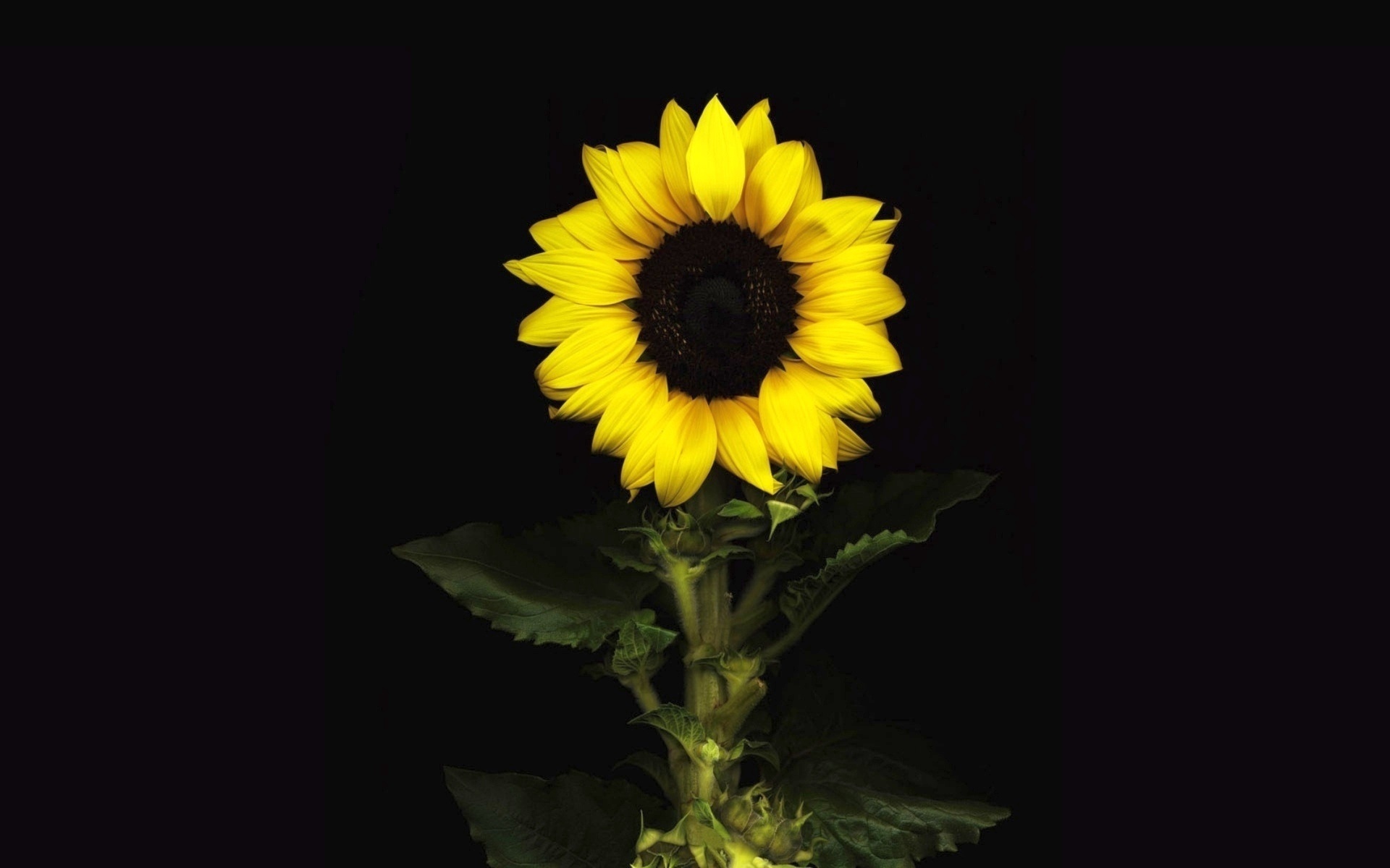 General 1920x1200 sunflowers flowers leaves dark background minimalism closeup simple background