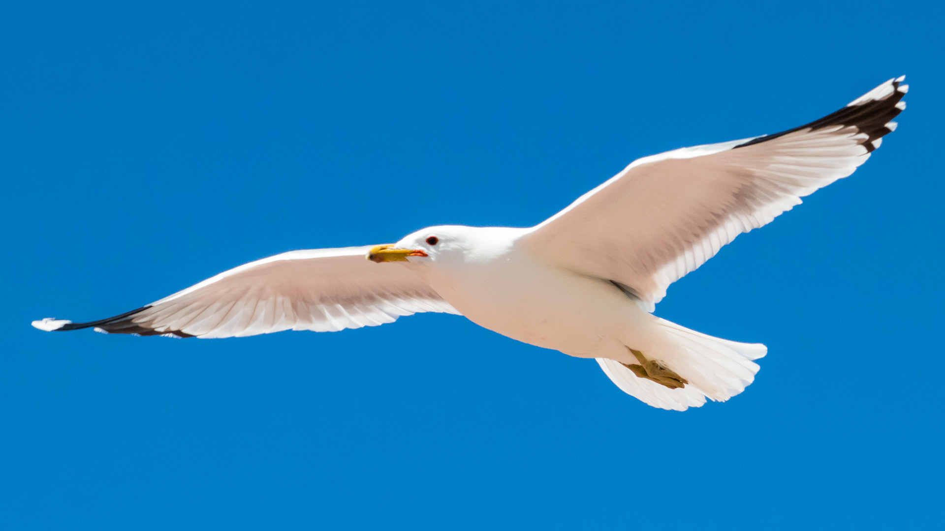 General 1920x1080 animals seagulls blue background clear sky flying birds blue sky sky blue
