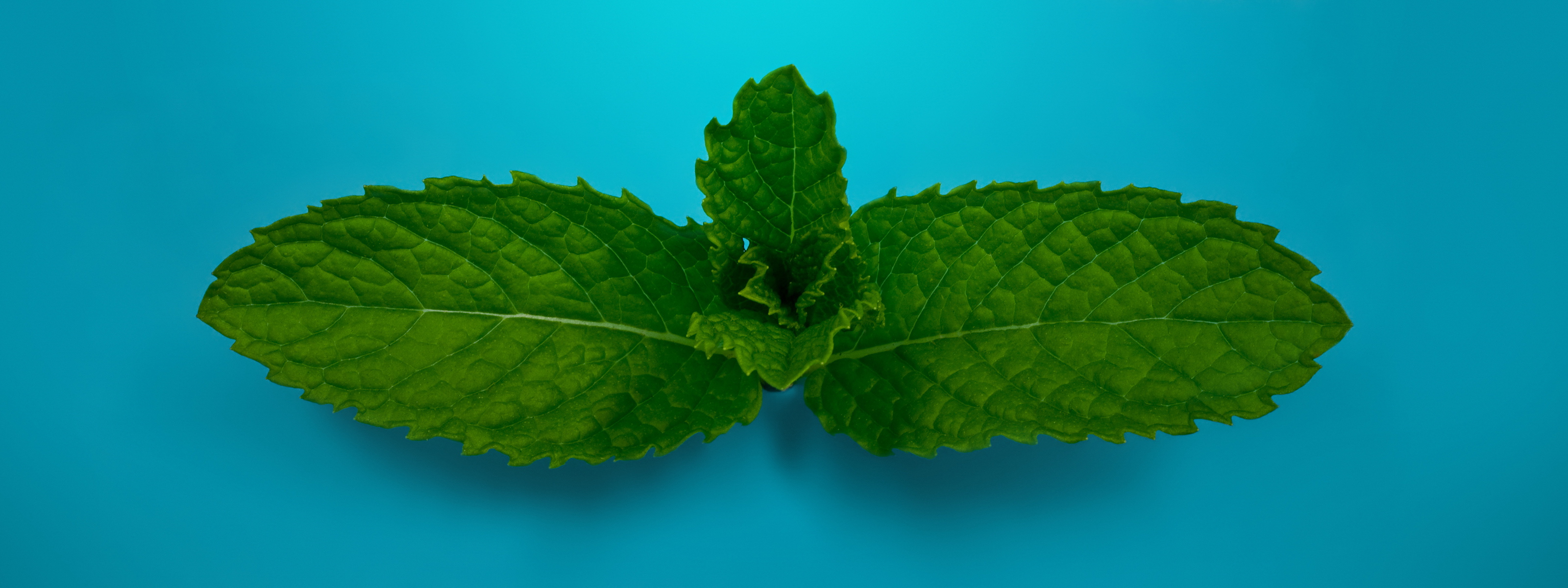 General 3200x1200 leaves blue background mint leaves