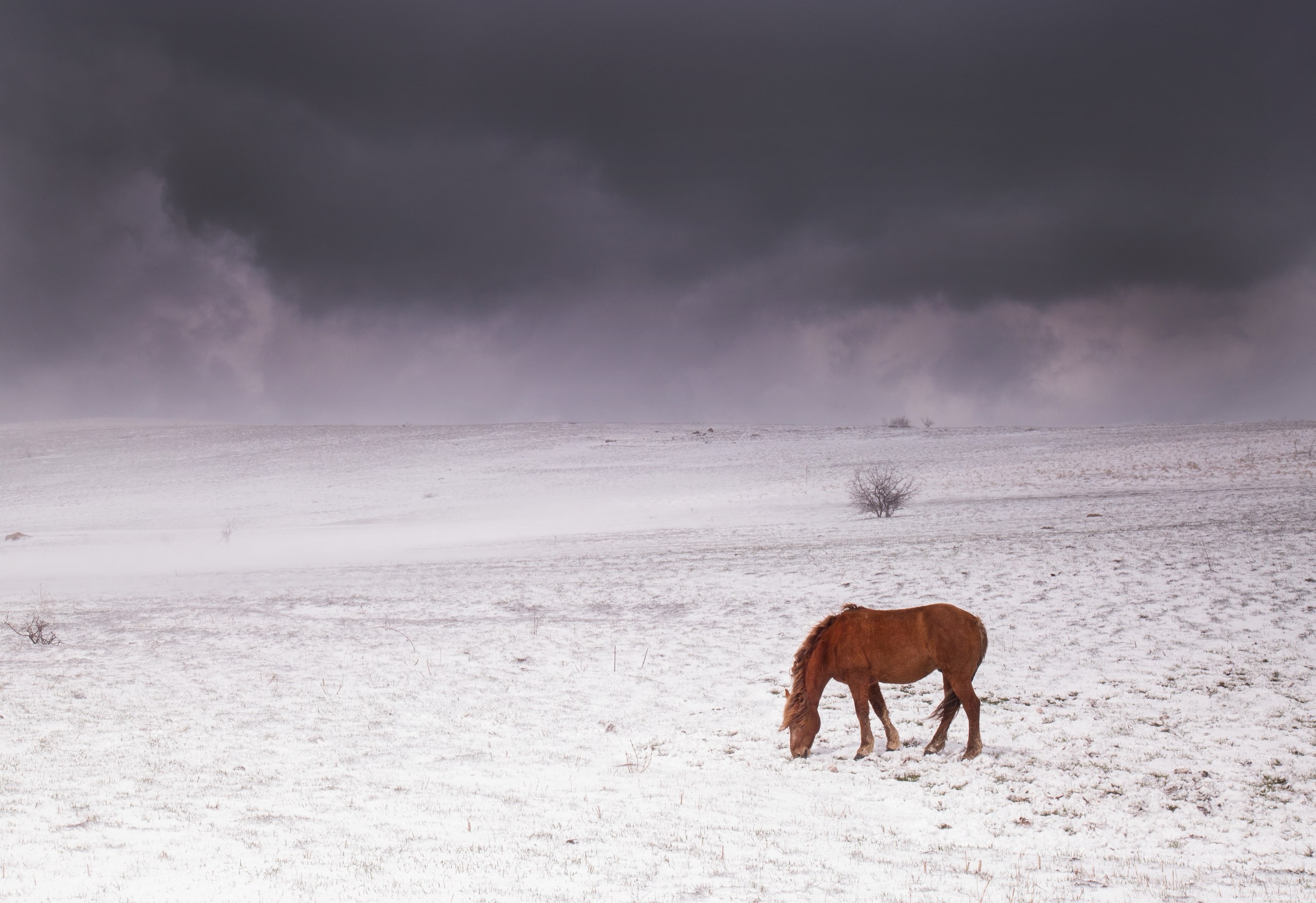 General 2560x1756 horse mountains Crimea snow sky plains animals mammals cold outdoors landscape