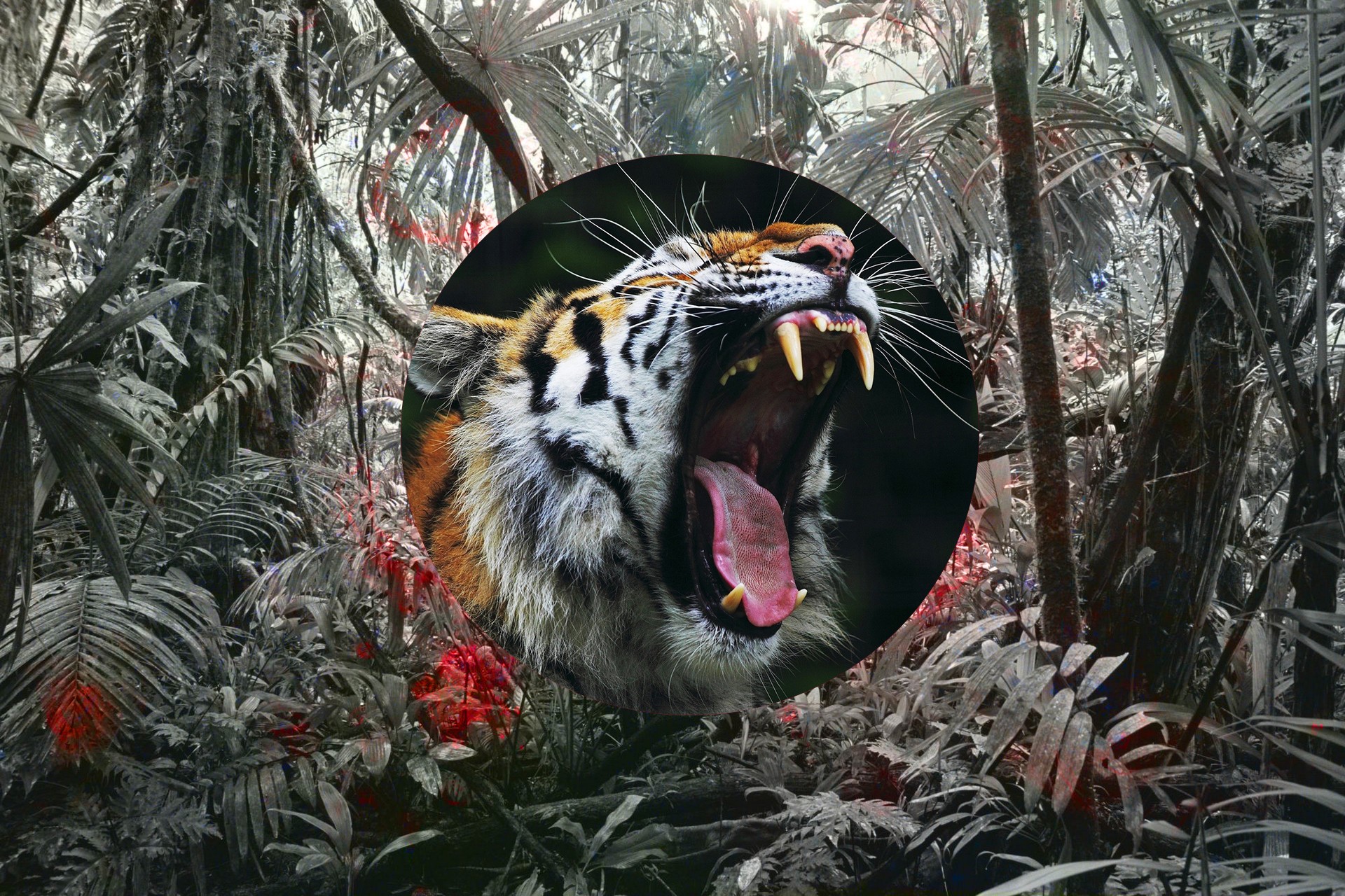 General 1920x1280 tiger animals big cats fangs nature plants mammals feline open mouth tongue out