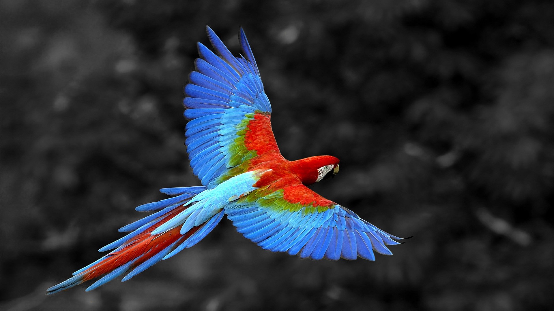 General 1920x1080 selective coloring animals parrot birds colorful wings flying