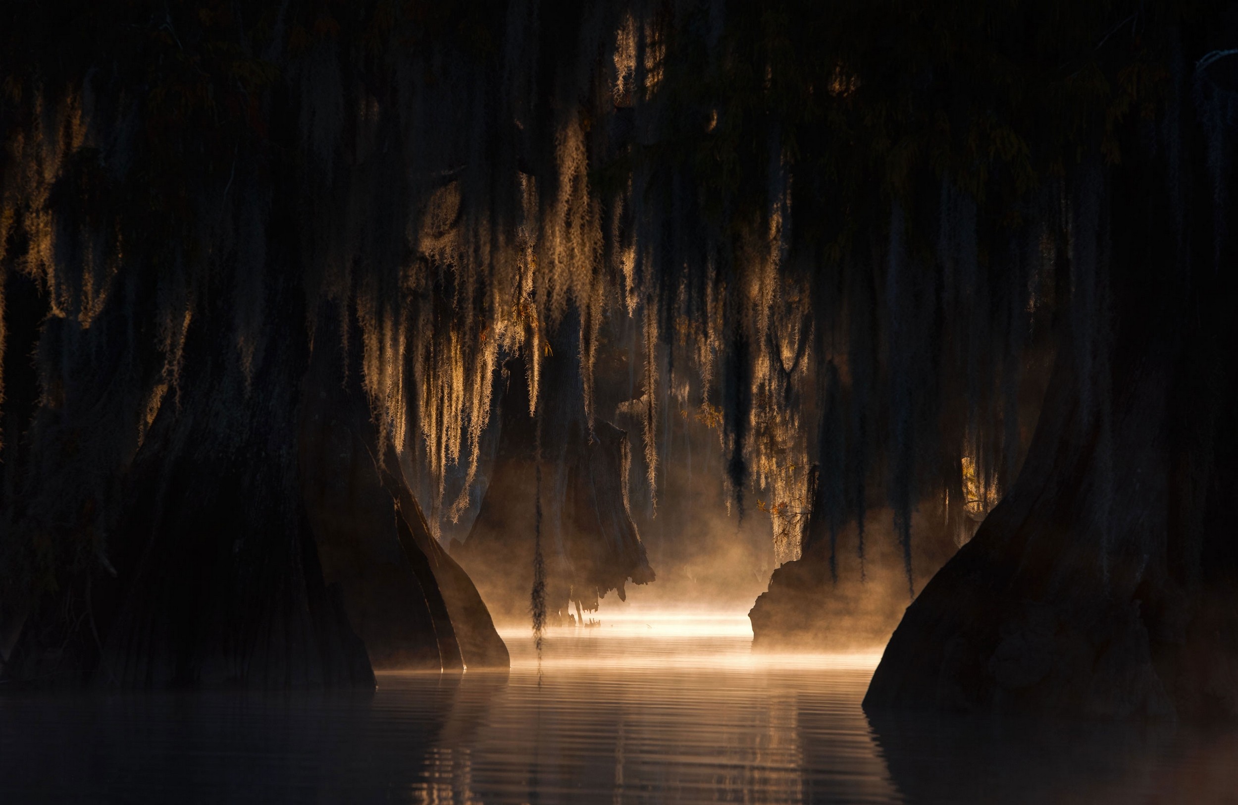 General 2500x1625 nature landscape swamp trees mist sunlight morning dark calm