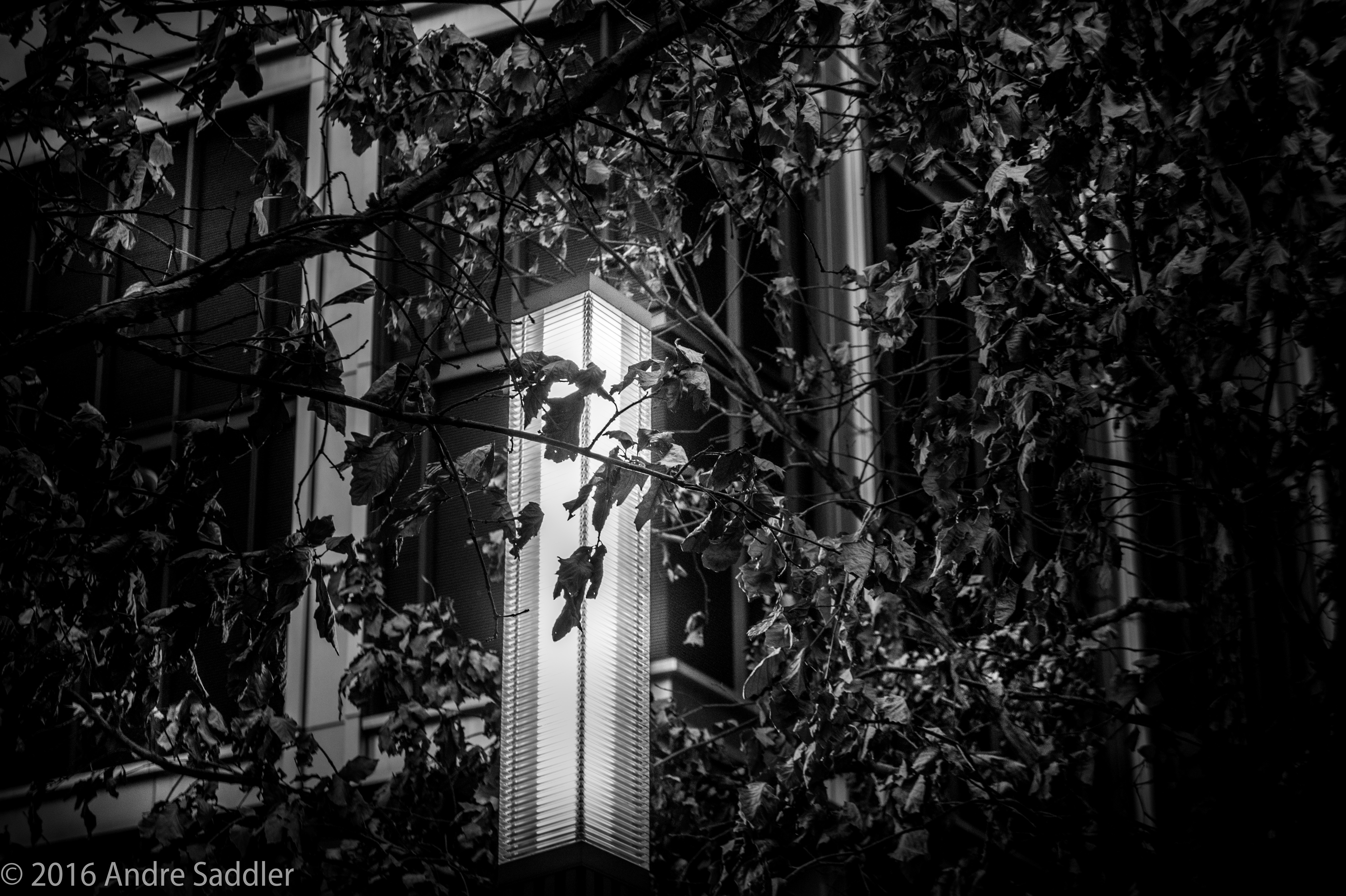 General 5456x3632 monochrome leaves lamp 2016 (year) watermarked trees