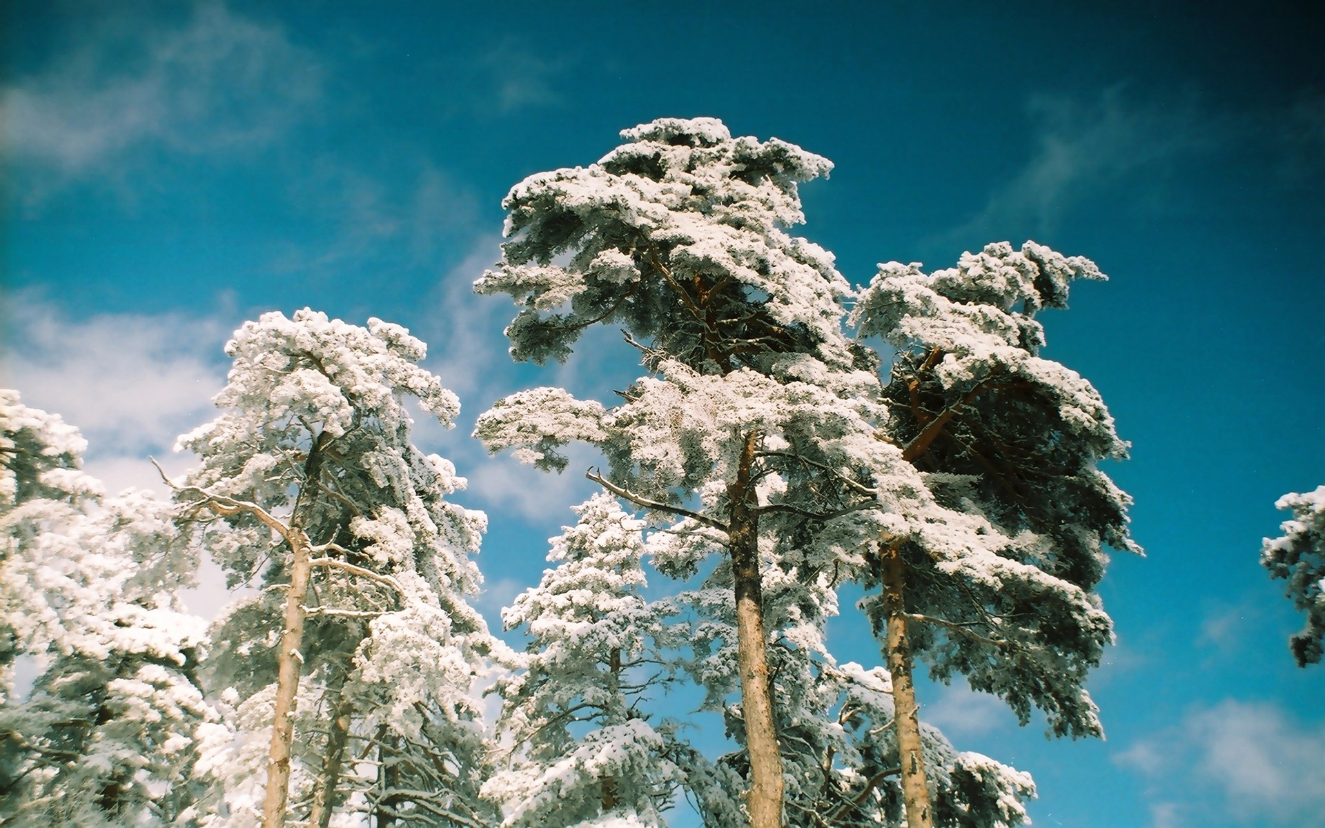 General 1920x1200 snow pine trees nature trees