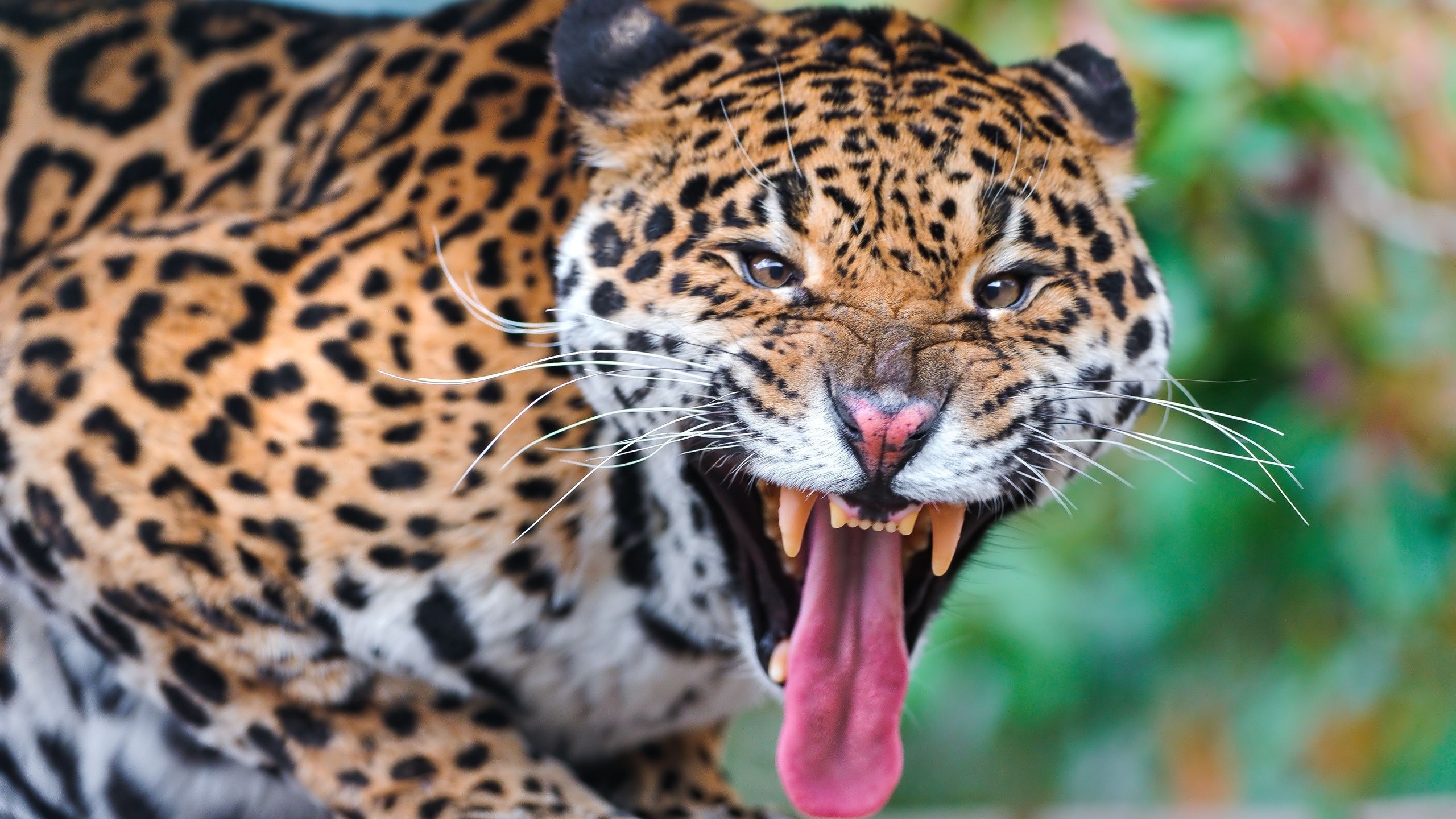 General 2560x1440 animals big cats jaguars mammals tongue out fangs closeup