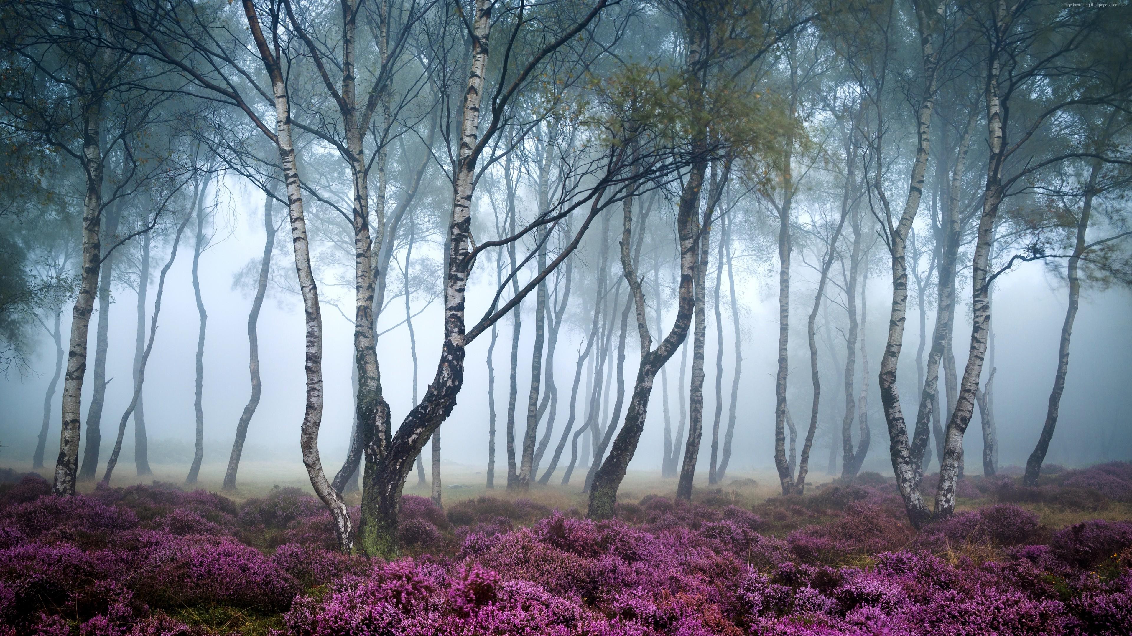 General 3840x2160 nature forest mist flowers pink trees birch