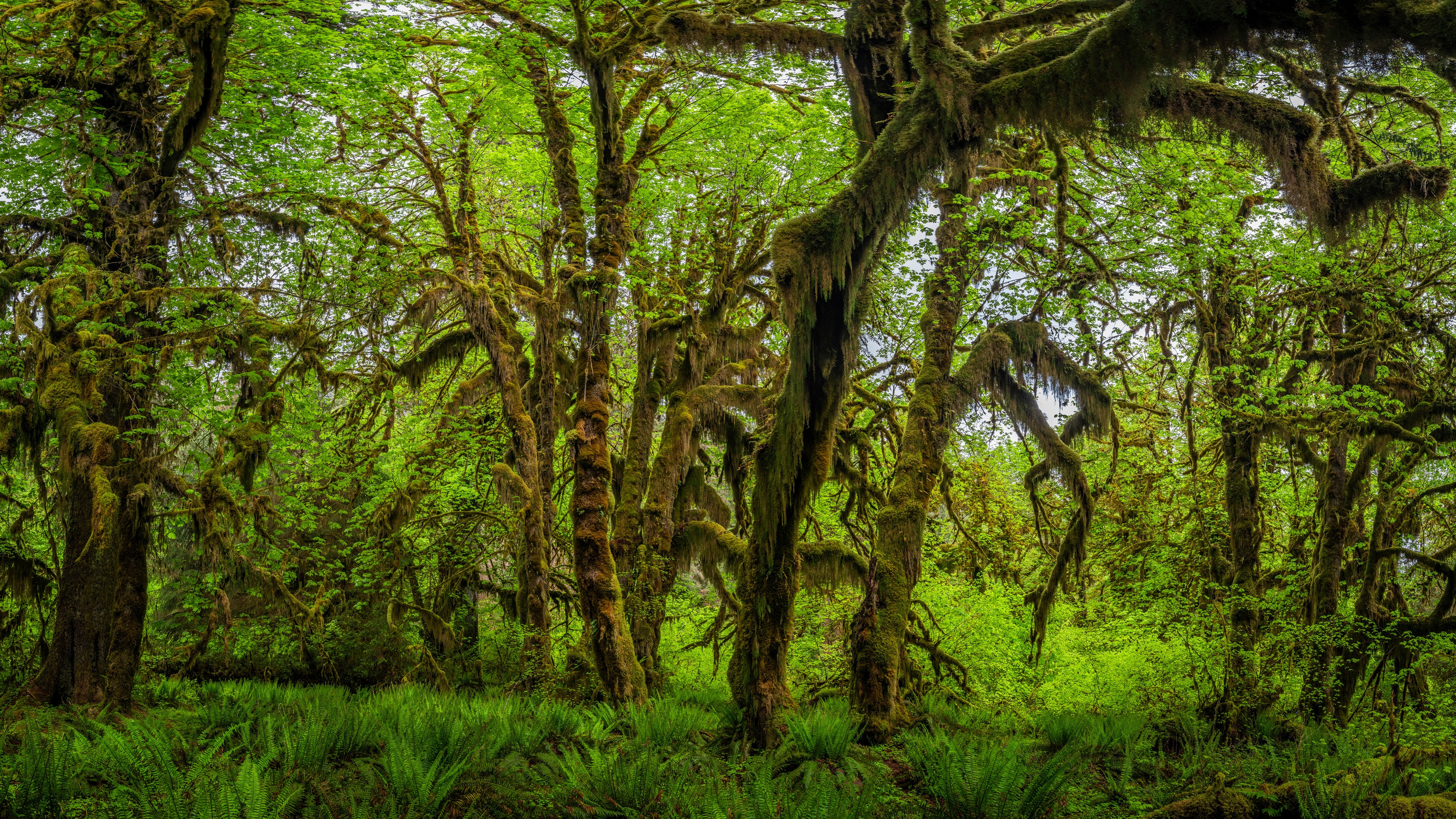 General 3840x2160 nature forest trees USA Olympic National Park Washington moss plants spring green