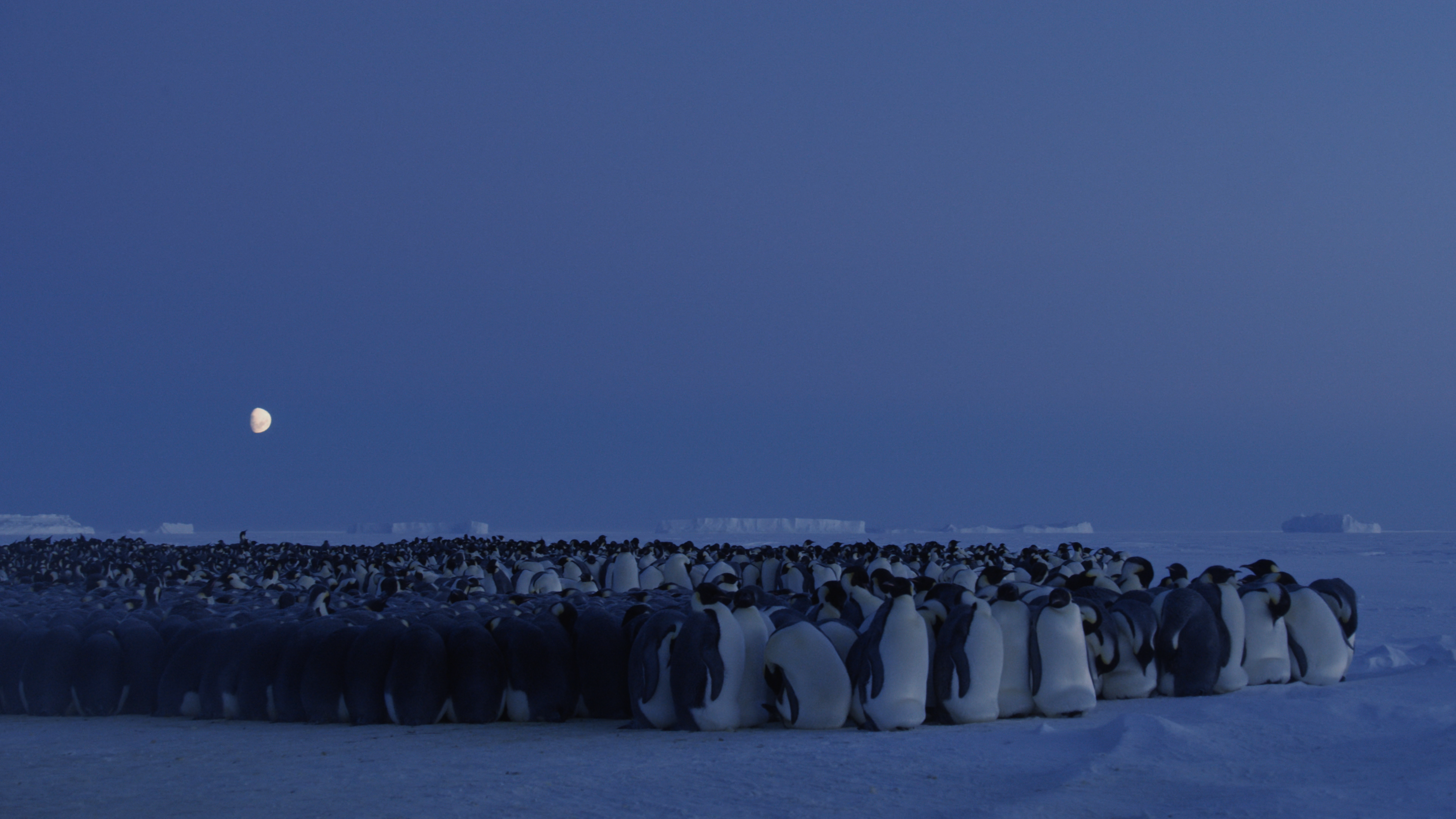 General 3840x2160 Dynasties TV series film stills BBC penguins Antarctica snow Moon animals nature ice iceberg