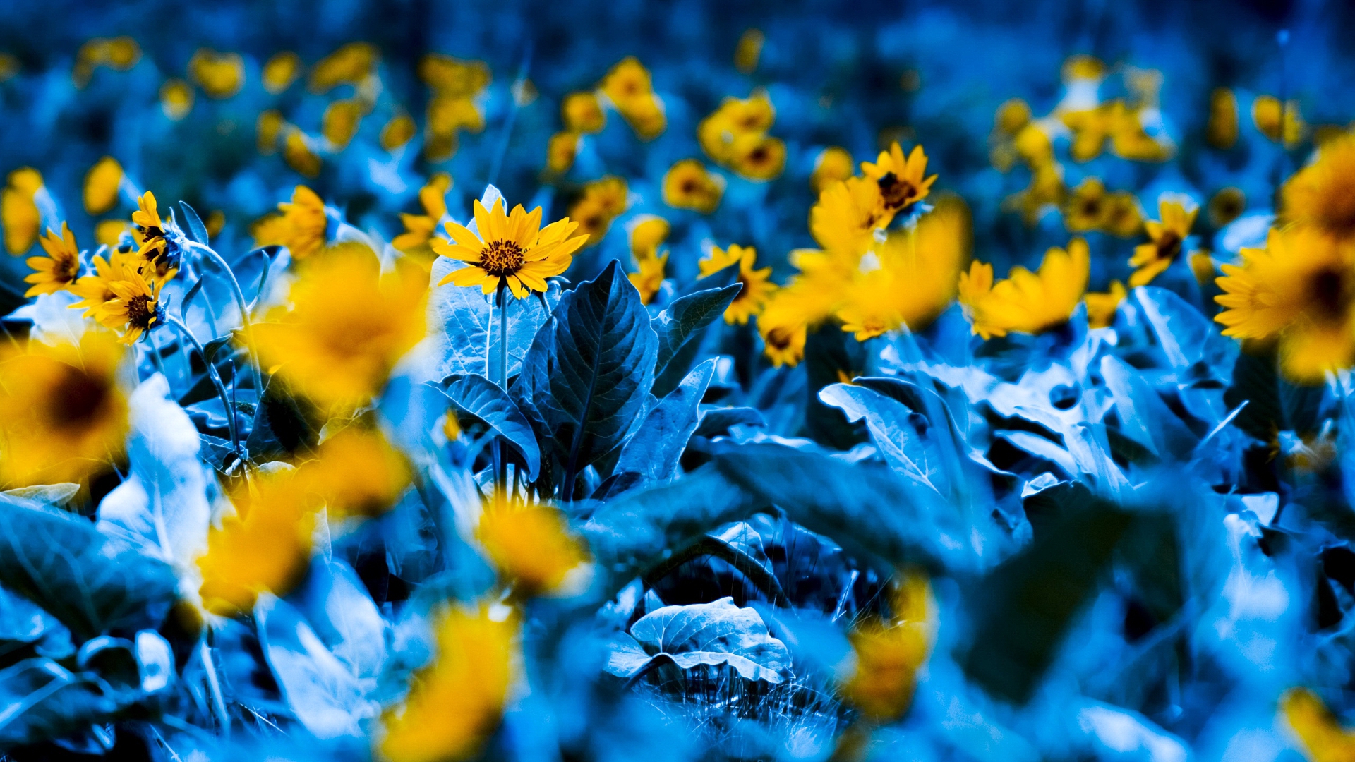 General 1920x1080 colorful photography flowers yellow flowers yellow selective coloring depth of field grass blue digital art blurred blurry background leaves sunflowers