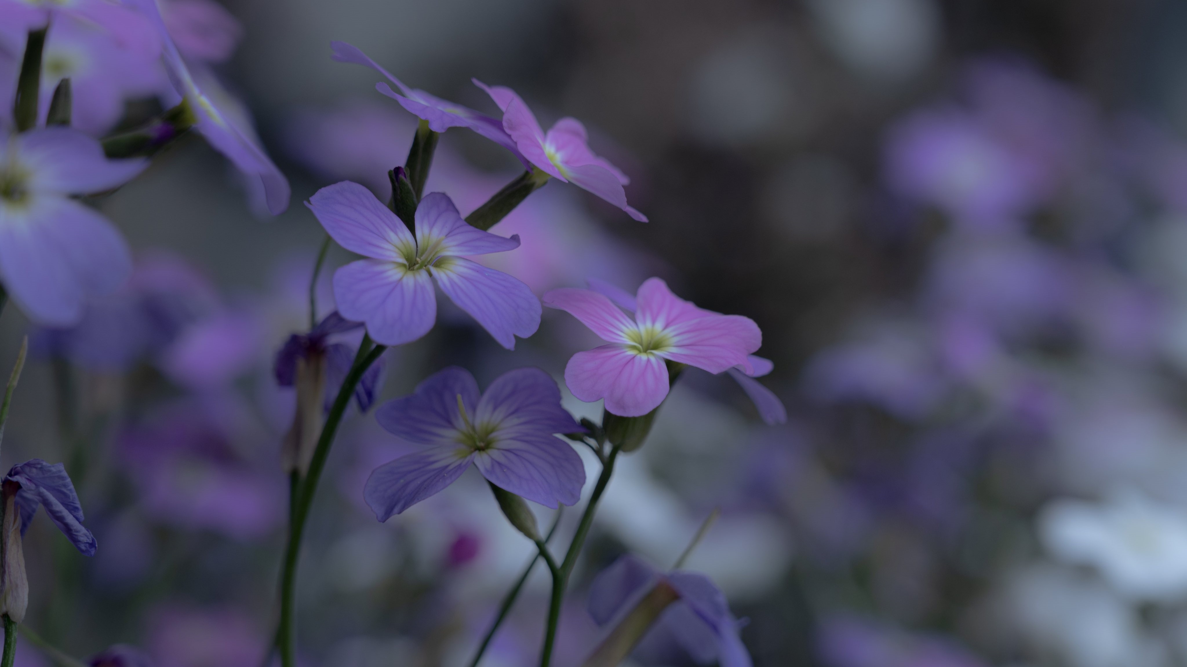 General 4096x2304 Okayu photography nature flowers blurry background closeup macro