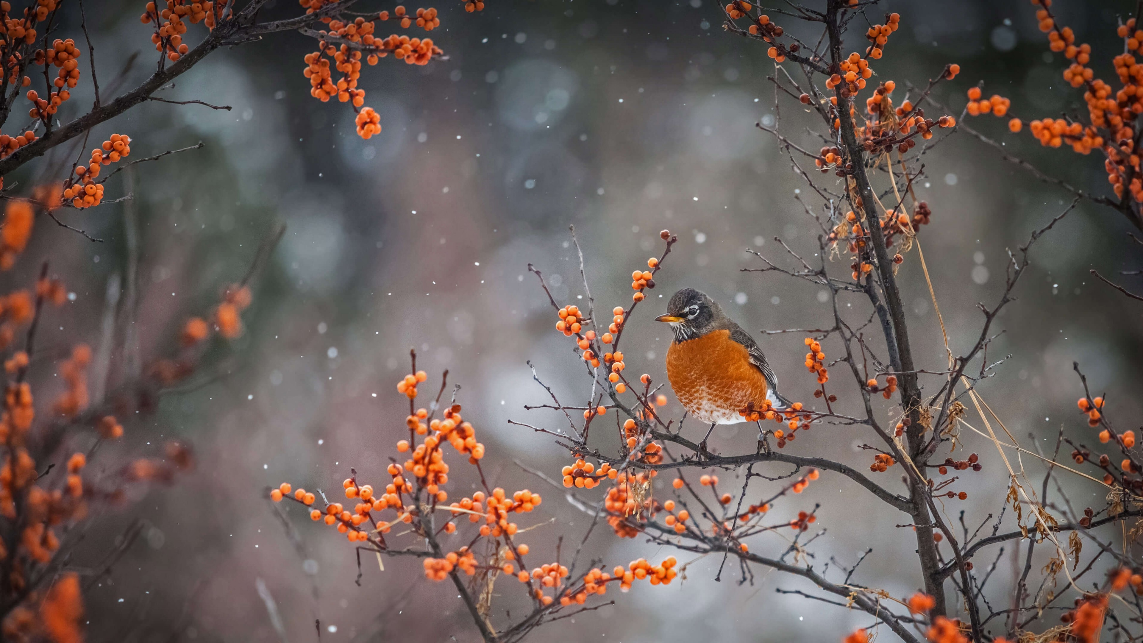 General 3840x2160 American Robin trees snow birds nature simple background minimalism robins