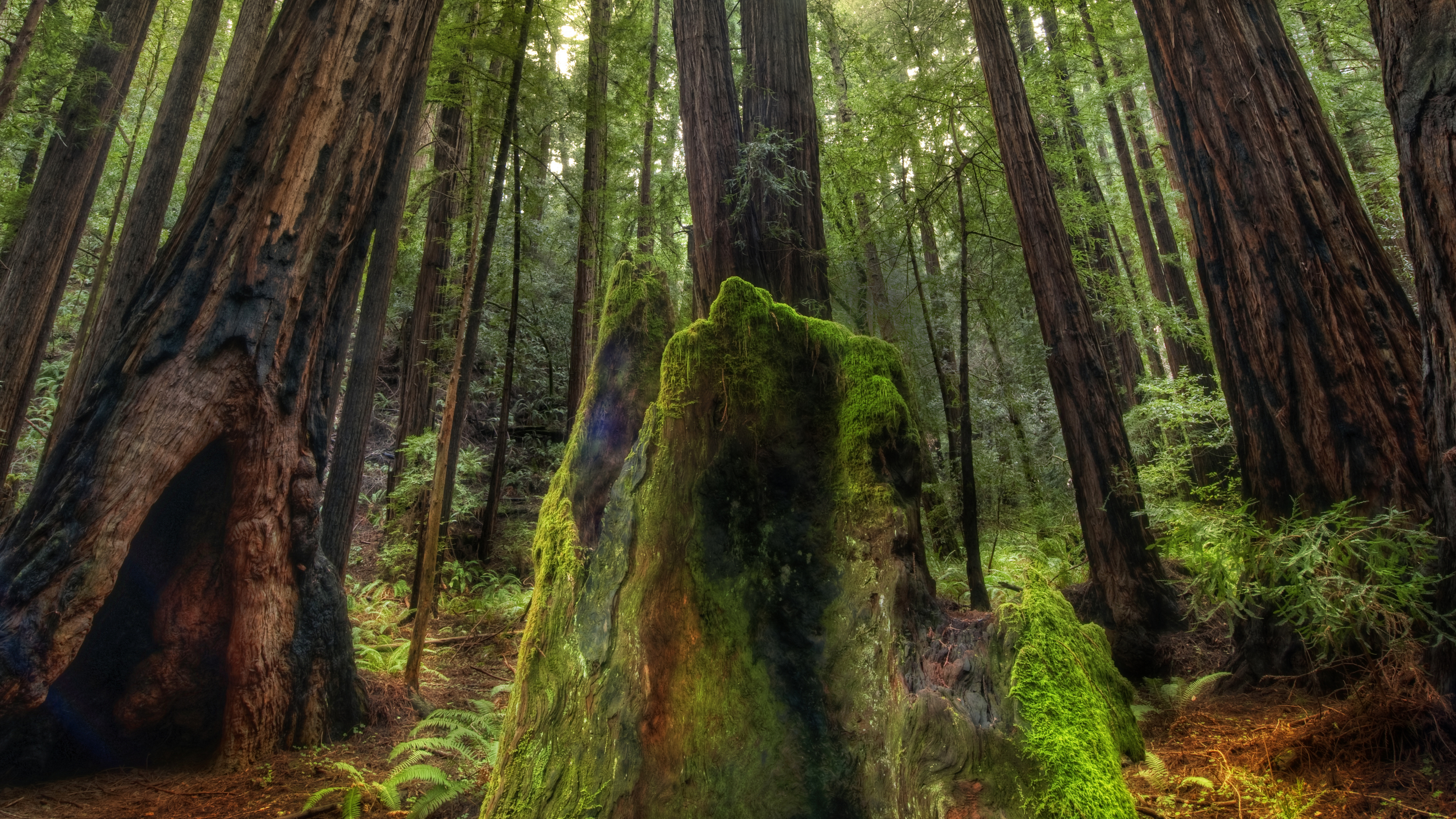 General 3840x2160 Trey Ratcliff photography nature wood forest trees
